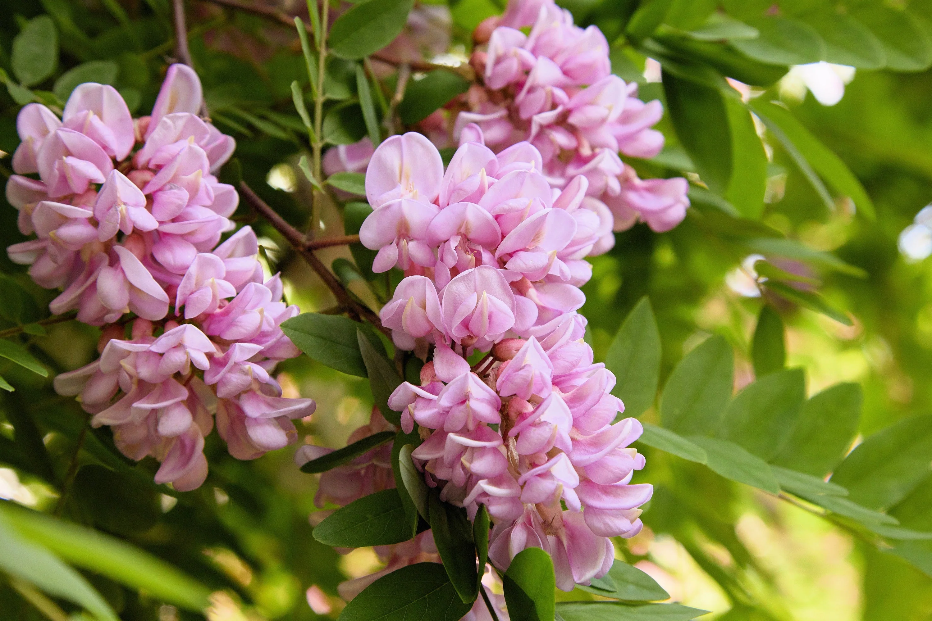 15 ROSE LOCUST / Pink ACACIA Flower Robinia Hispida Fertilis Tree Shrub Seeds - Image 10