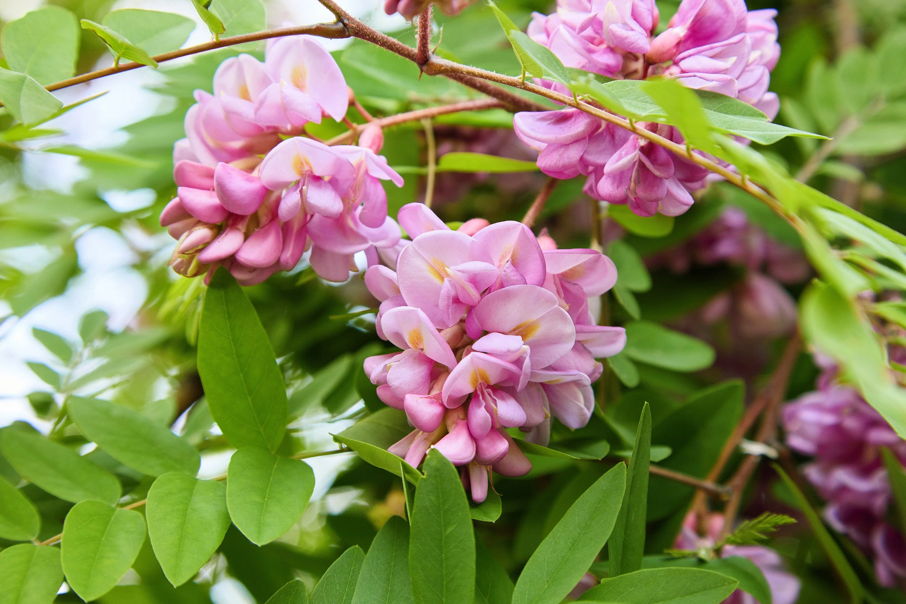 15 ROSE LOCUST / Pink ACACIA Flower Robinia Hispida Fertilis Tree Shrub Seeds - Image 11