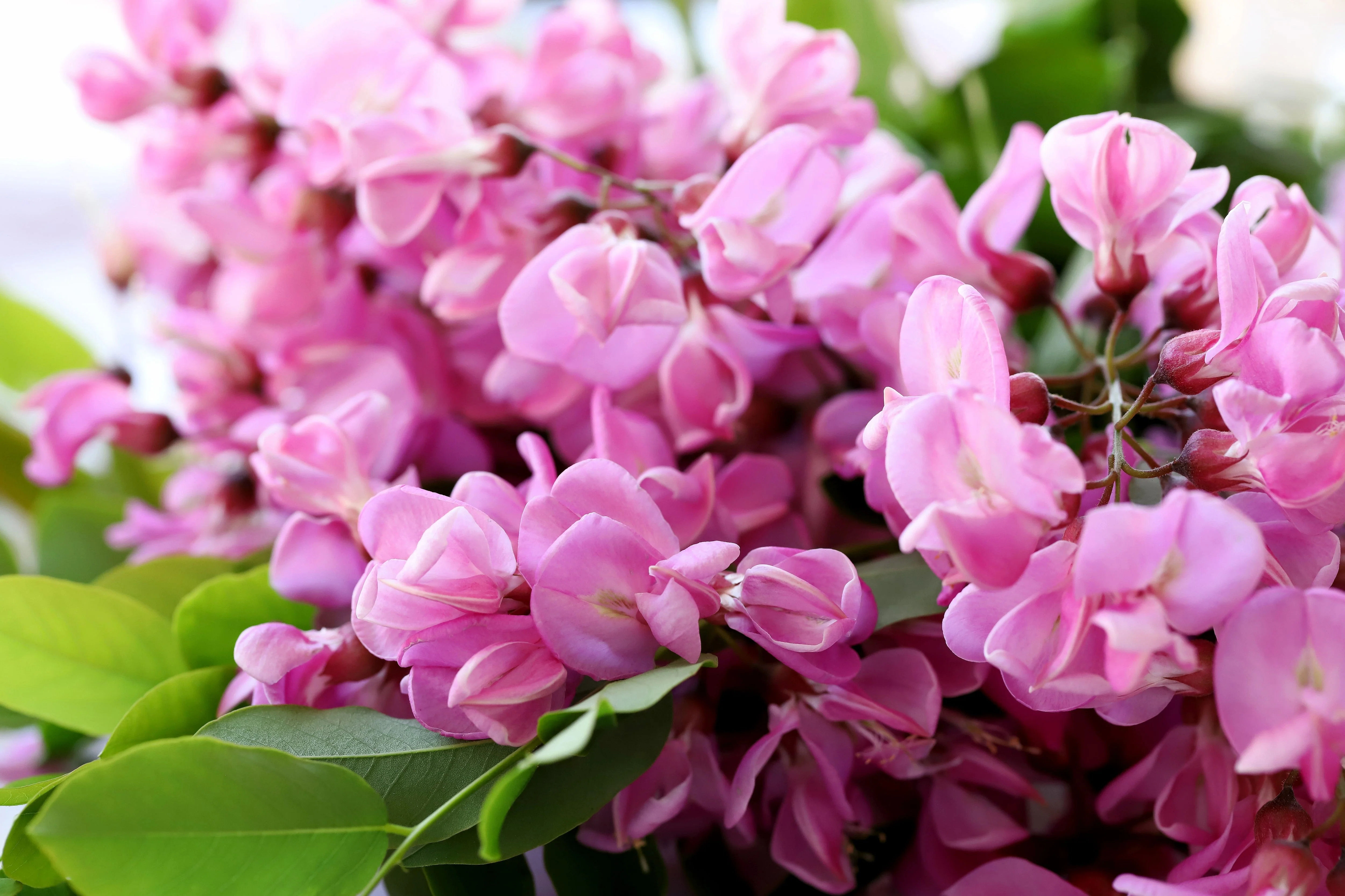 15 ROSE LOCUST / Pink ACACIA Flower Robinia Hispida Fertilis Tree Shrub Seeds - Image 2