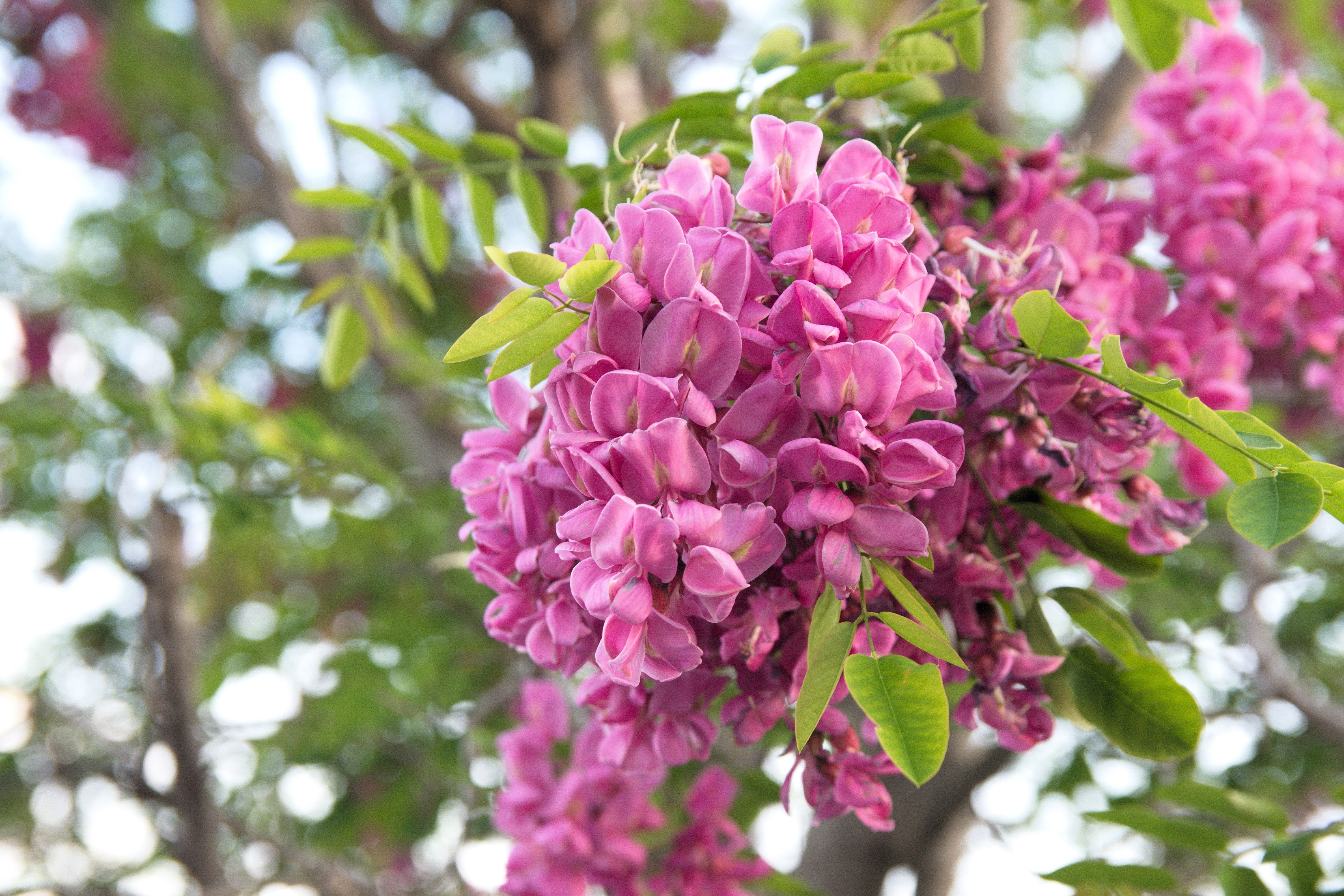 15 ROSE LOCUST / Pink ACACIA Flower Robinia Hispida Fertilis Tree Shrub Seeds - Image 3