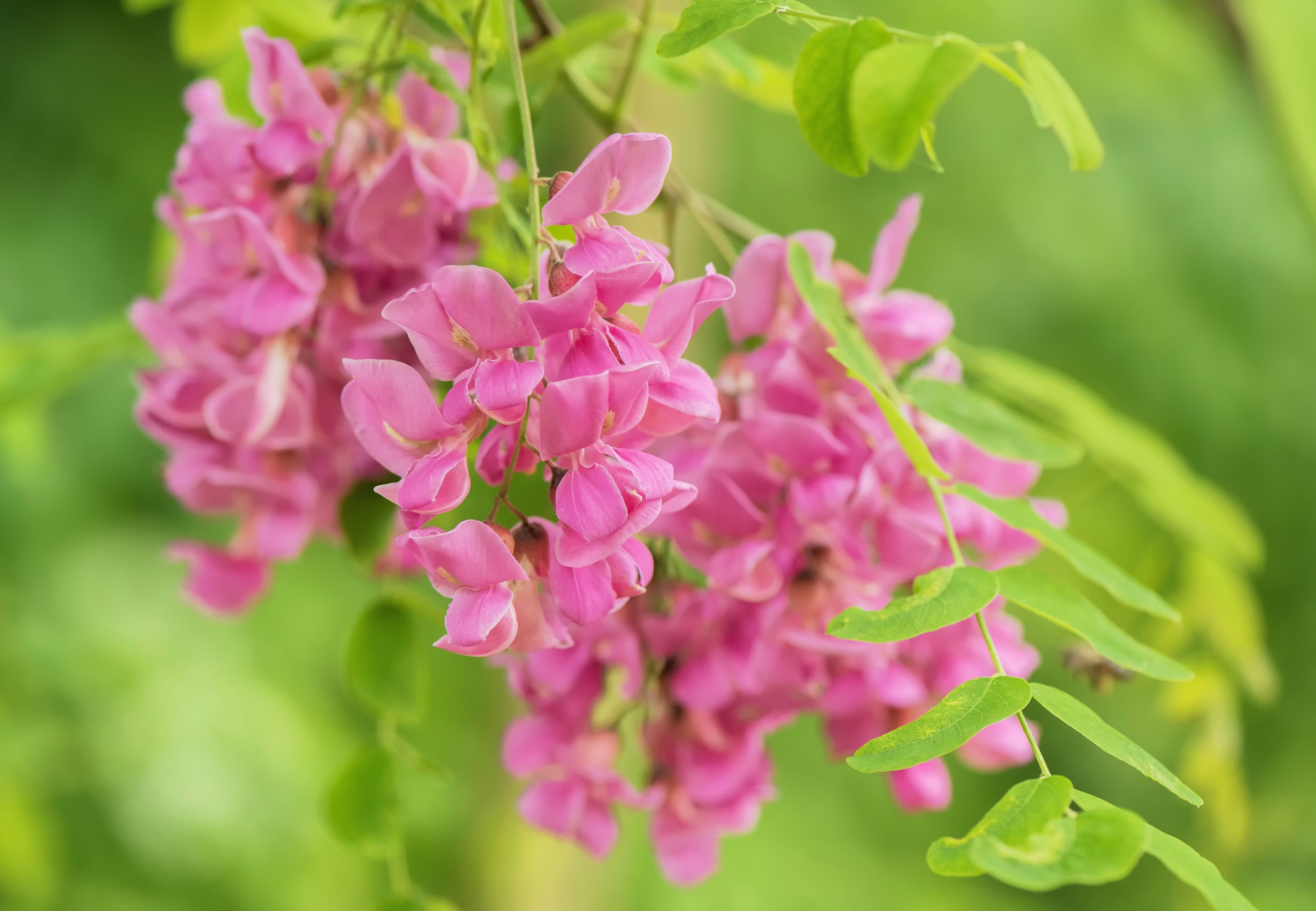 15 ROSE LOCUST / Pink ACACIA Flower Robinia Hispida Fertilis Tree Shrub Seeds - Image 4