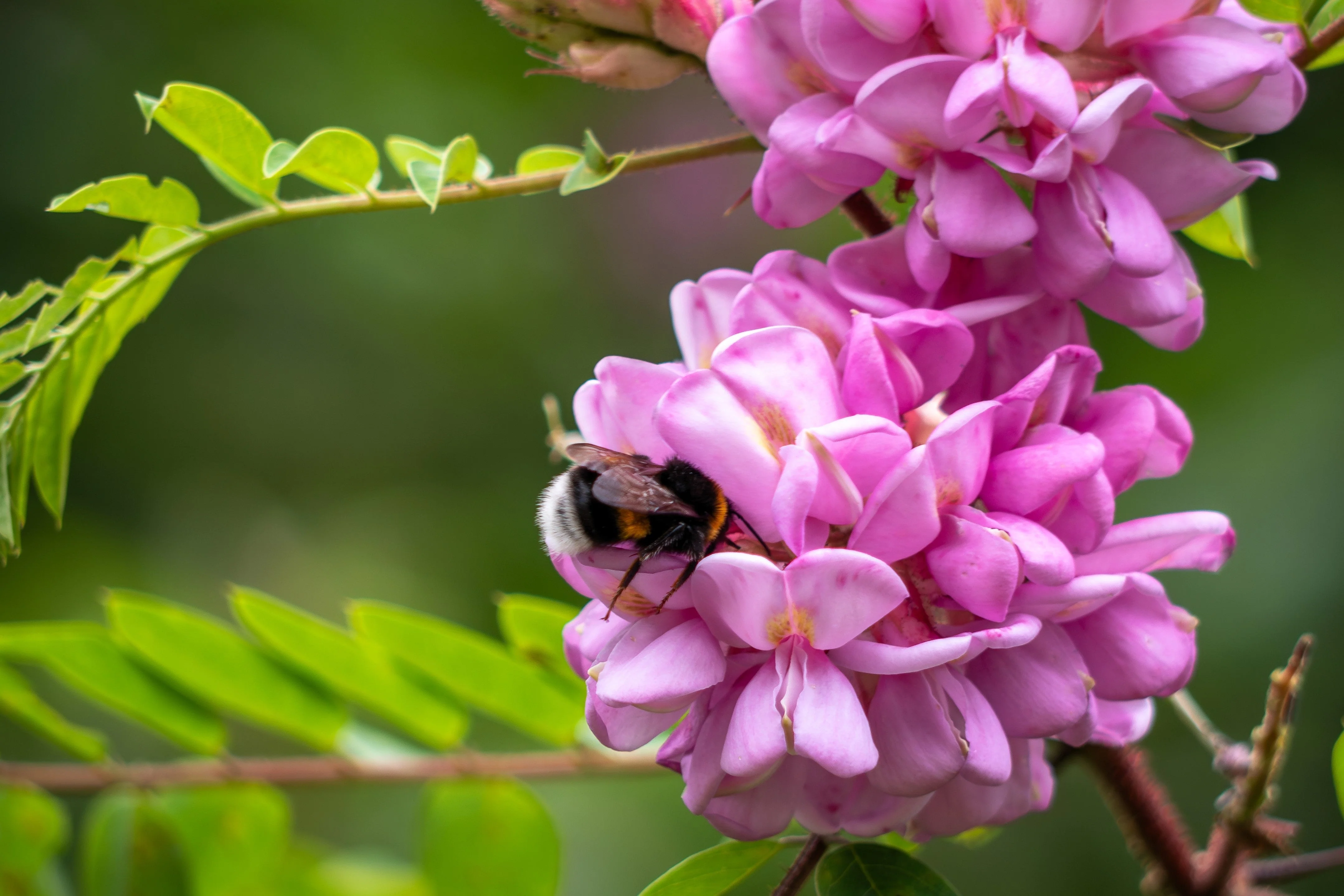 15 ROSE LOCUST / Pink ACACIA Flower Robinia Hispida Fertilis Tree Shrub Seeds - Image 5