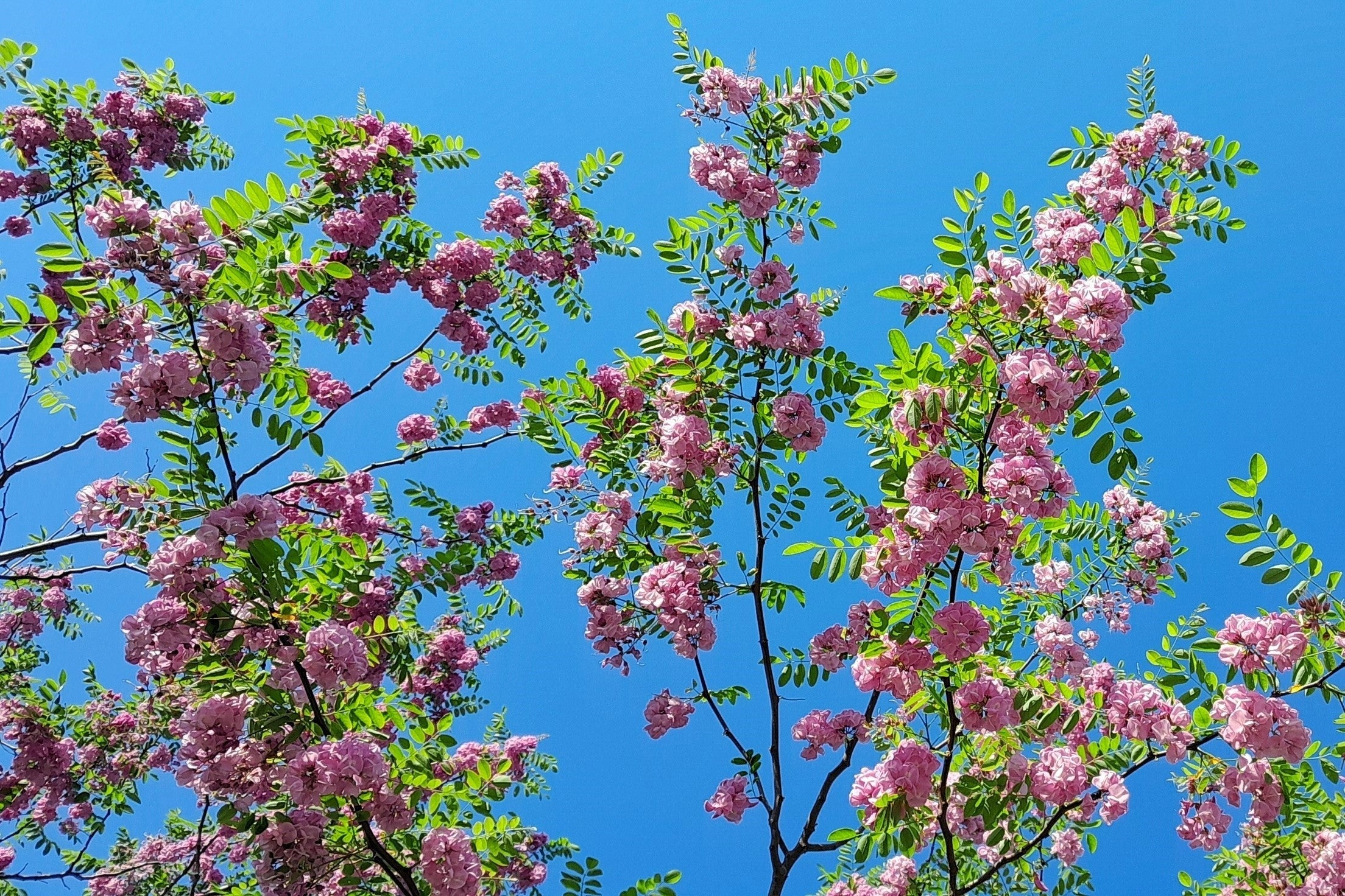 15 ROSE LOCUST / Pink ACACIA Flower Robinia Hispida Fertilis Tree Shrub Seeds - Image 6