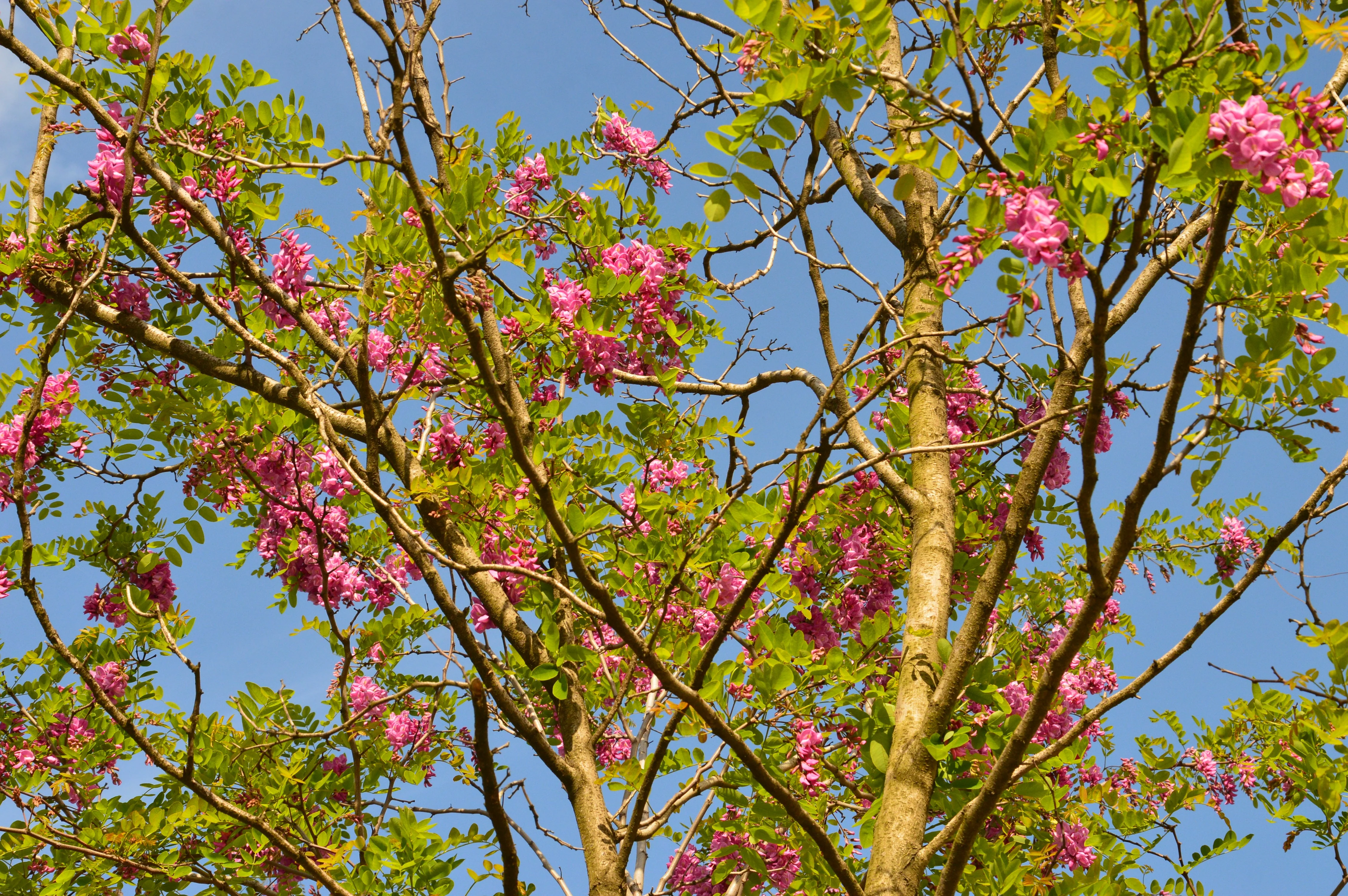 15 ROSE LOCUST / Pink ACACIA Flower Robinia Hispida Fertilis Tree Shrub Seeds - Image 7