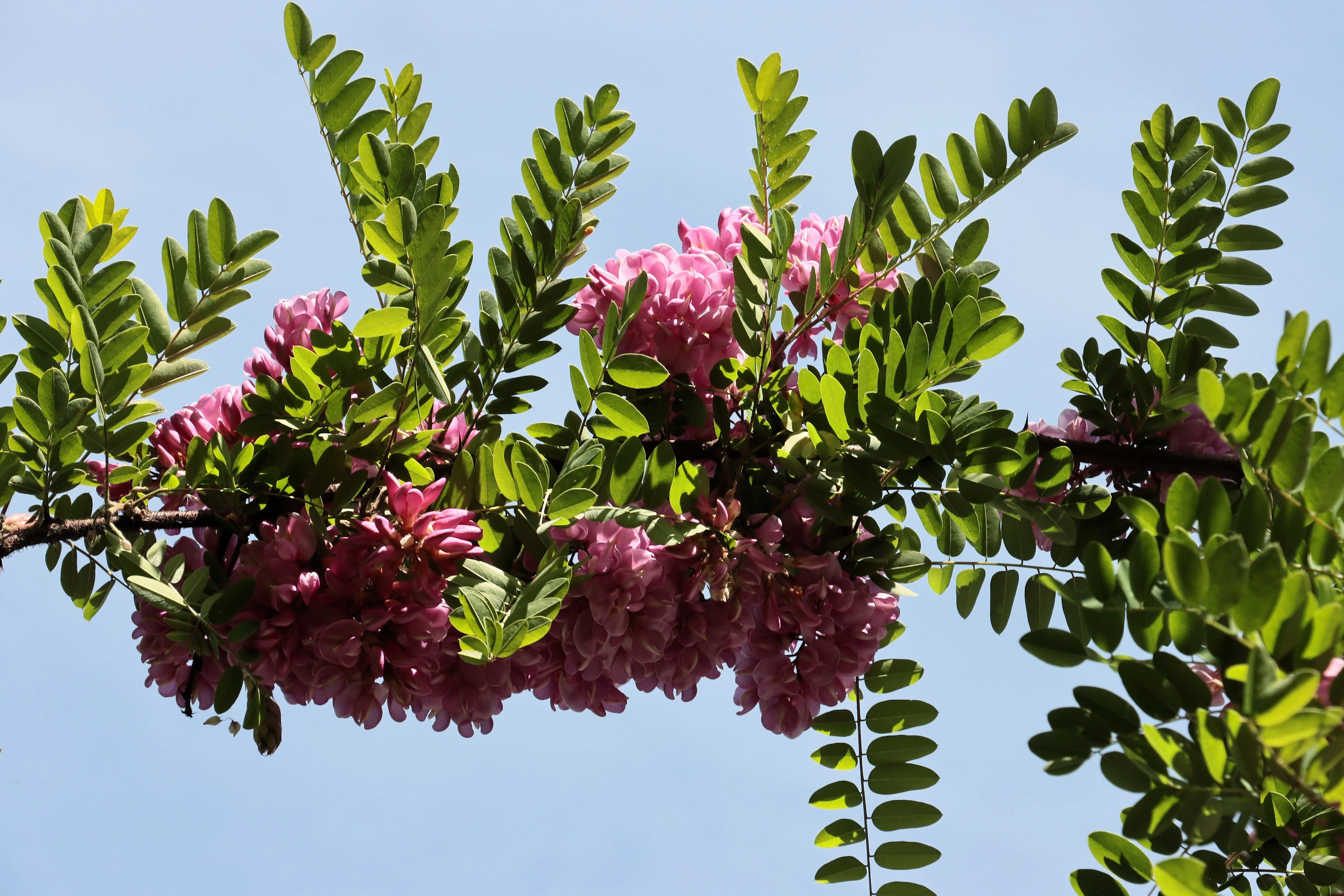 15 ROSE LOCUST / Pink ACACIA Flower Robinia Hispida Fertilis Tree Shrub Seeds - Image 8