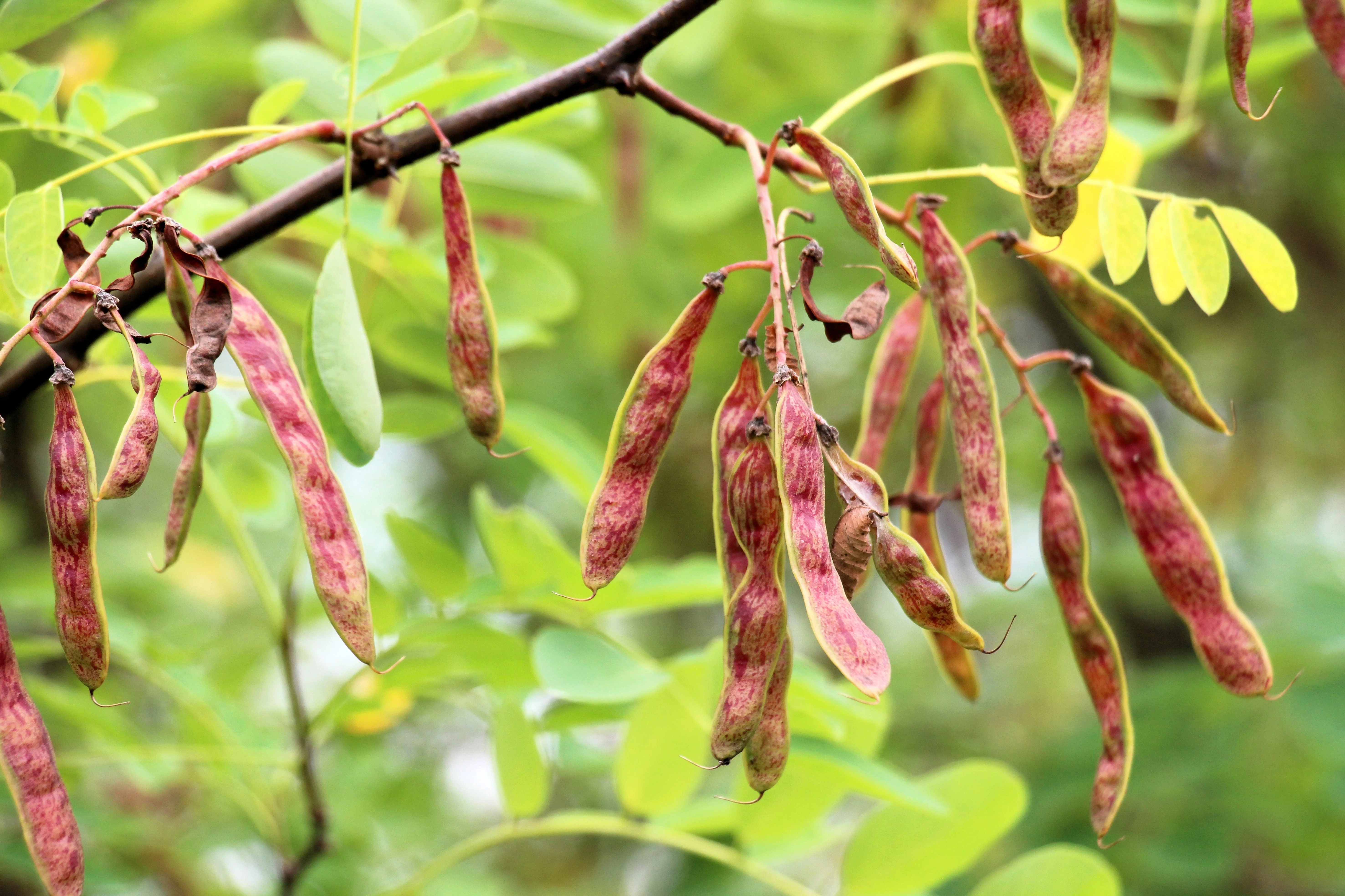 15 ROSE LOCUST / Pink ACACIA Flower Robinia Hispida Fertilis Tree Shrub Seeds - Image 9