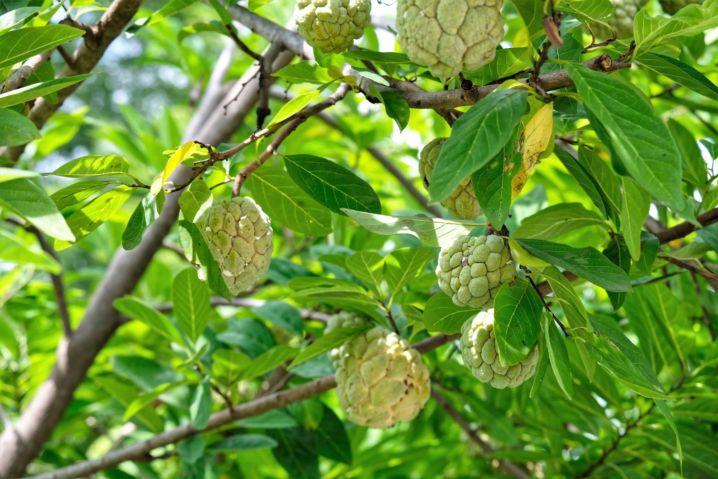 15 SUGAR APPLE Sweetsop Custard Apple Annona Squamosa Sweet Delicious Edible Fruit Tree Seeds - Image 10