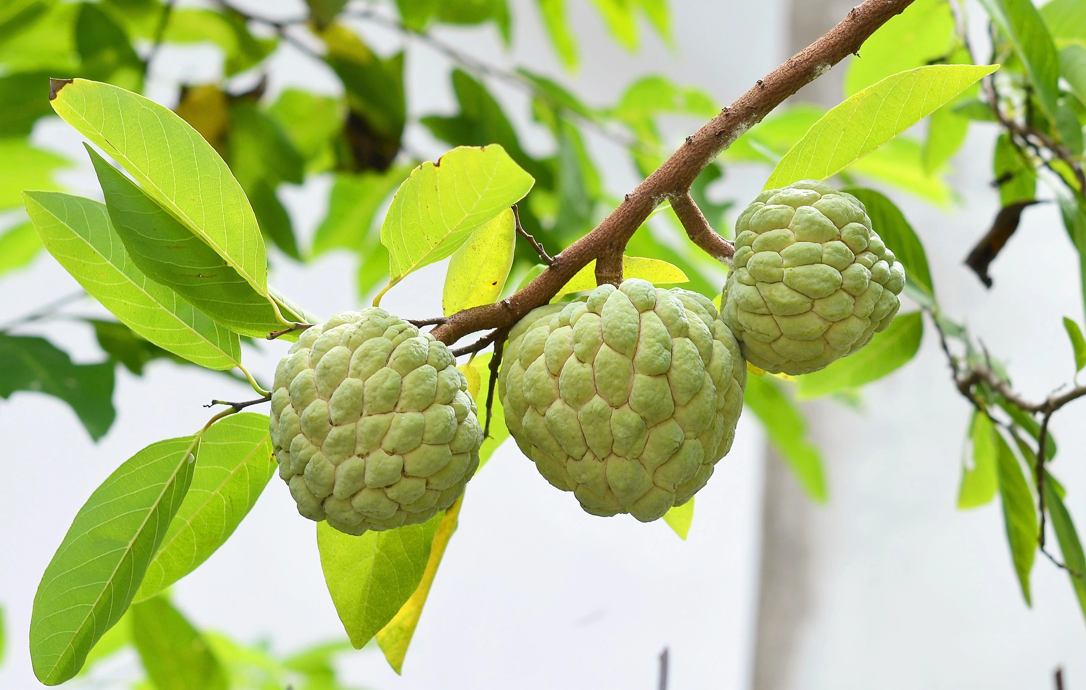 15 SUGAR APPLE Sweetsop Custard Apple Annona Squamosa Sweet Delicious Edible Fruit Tree Seeds - Image 2