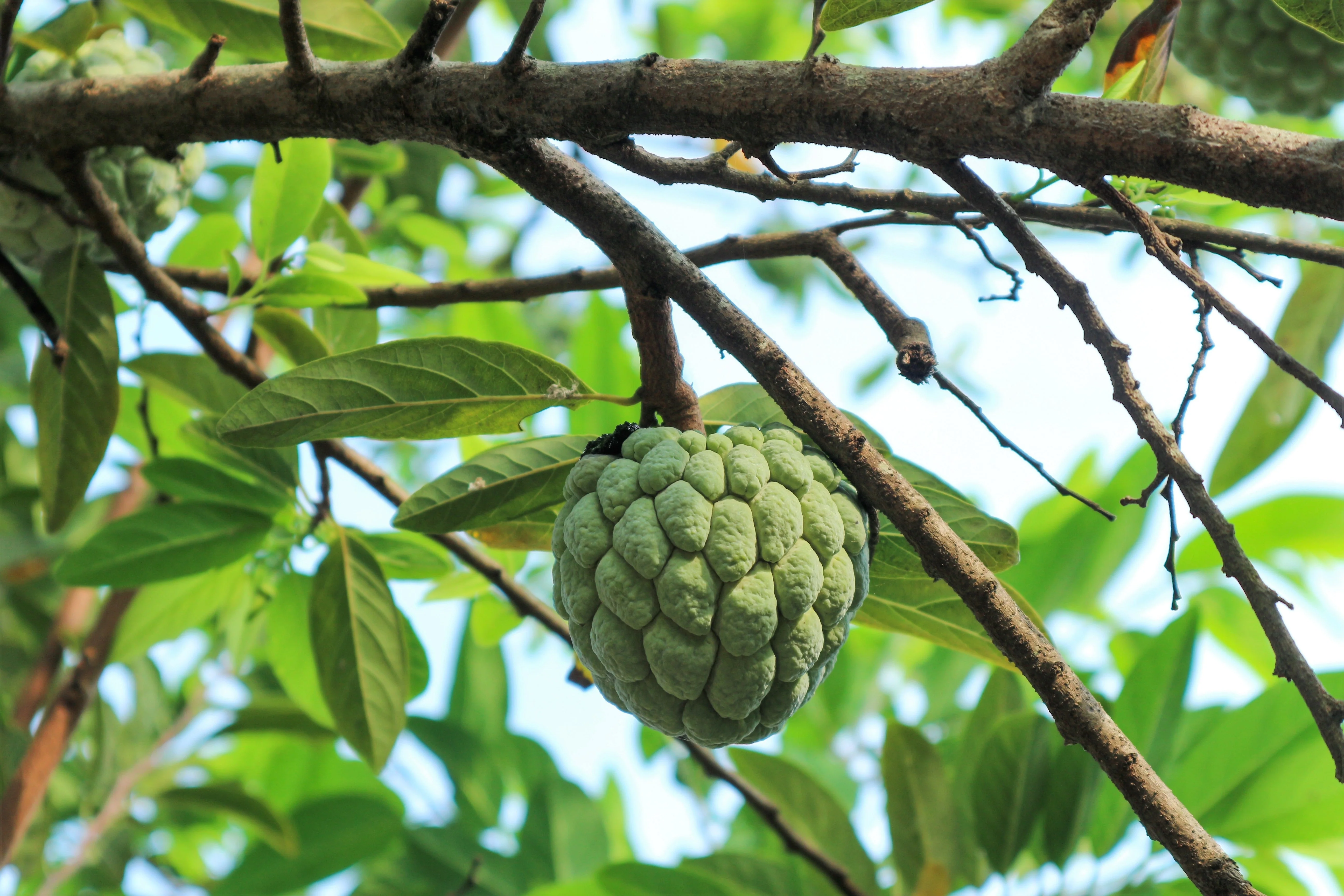 15 SUGAR APPLE Sweetsop Custard Apple Annona Squamosa Sweet Delicious Edible Fruit Tree Seeds - Image 4