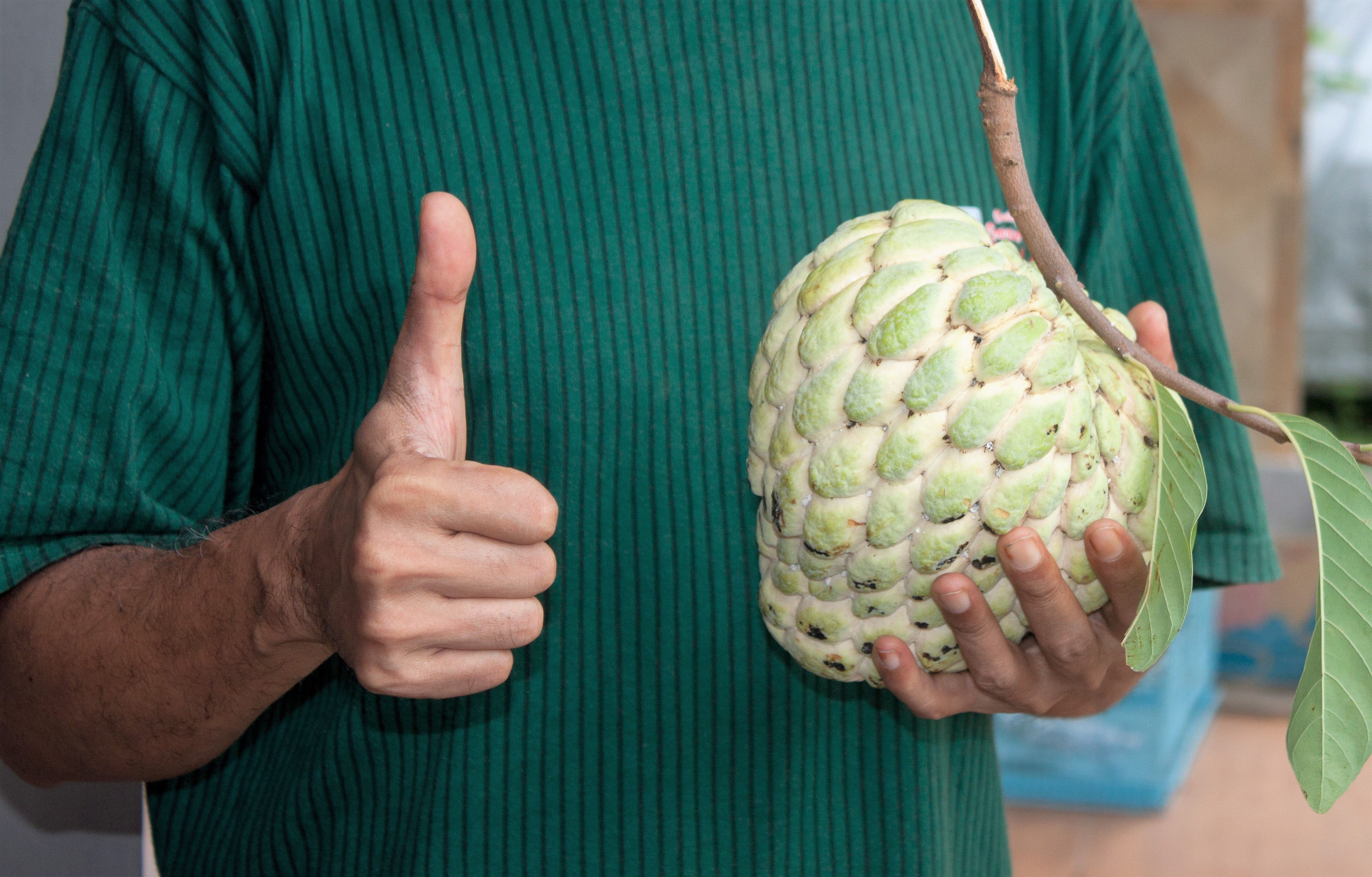 15 SUGAR APPLE Sweetsop Custard Apple Annona Squamosa Sweet Delicious Edible Fruit Tree Seeds - Image 6