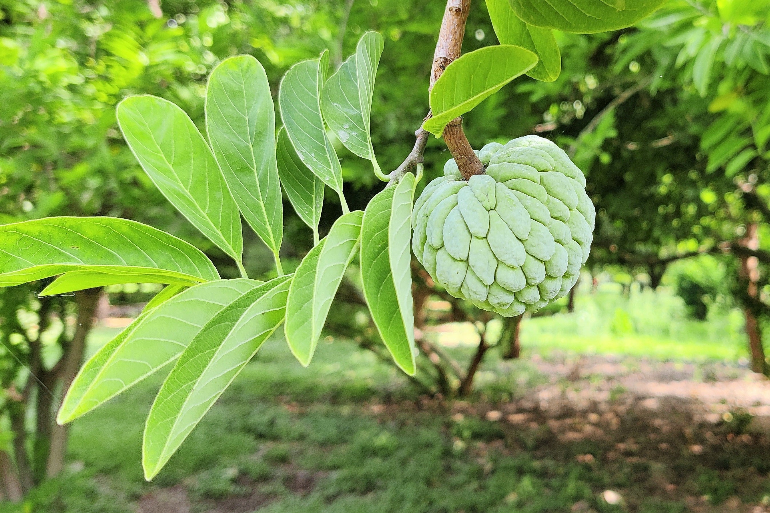 15 SUGAR APPLE Sweetsop Custard Apple Annona Squamosa Sweet Delicious Edible Fruit Tree Seeds - Image 7
