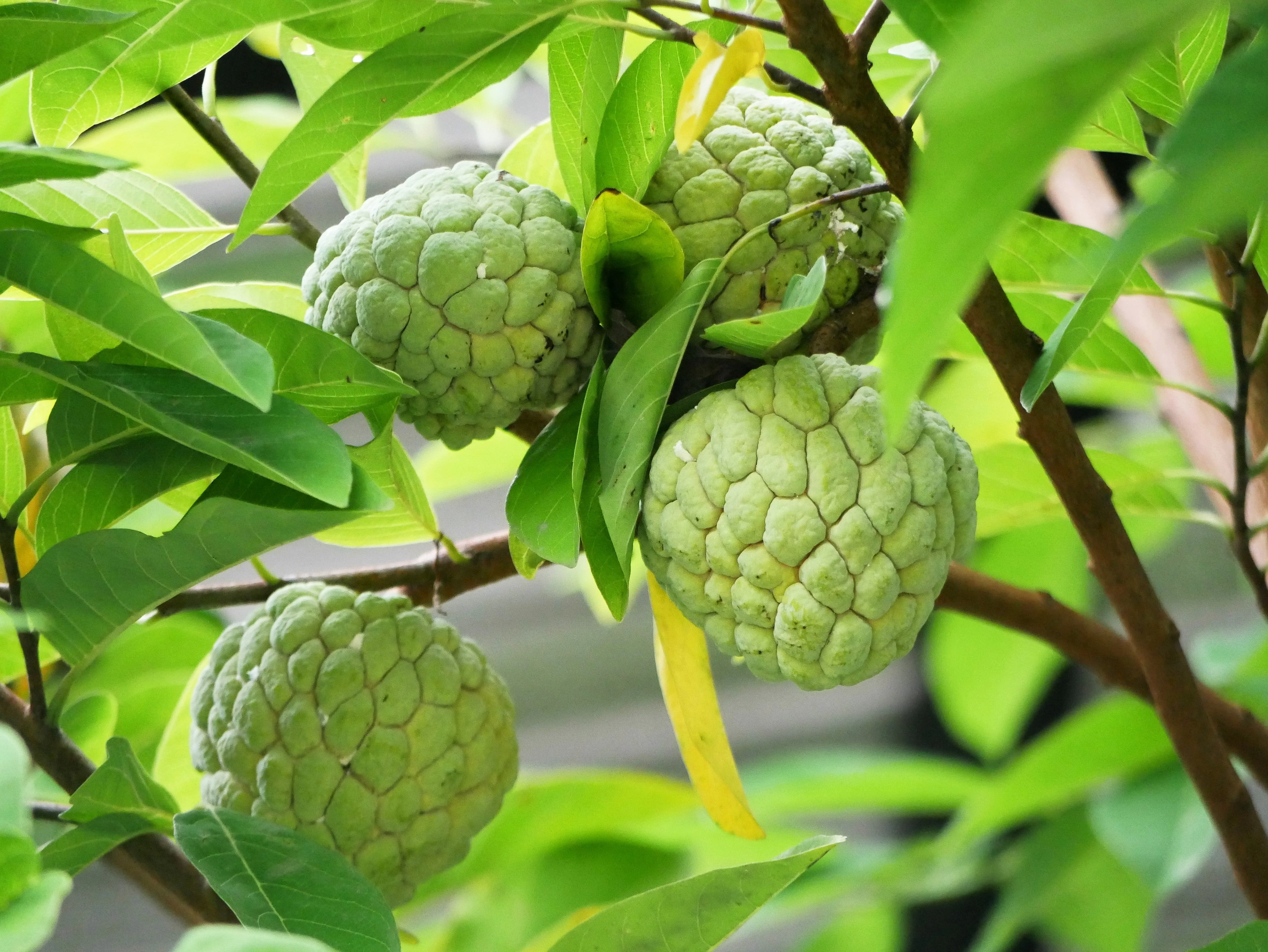 15 SUGAR APPLE Sweetsop Custard Apple Annona Squamosa Sweet Delicious Edible Fruit Tree Seeds - Image 8