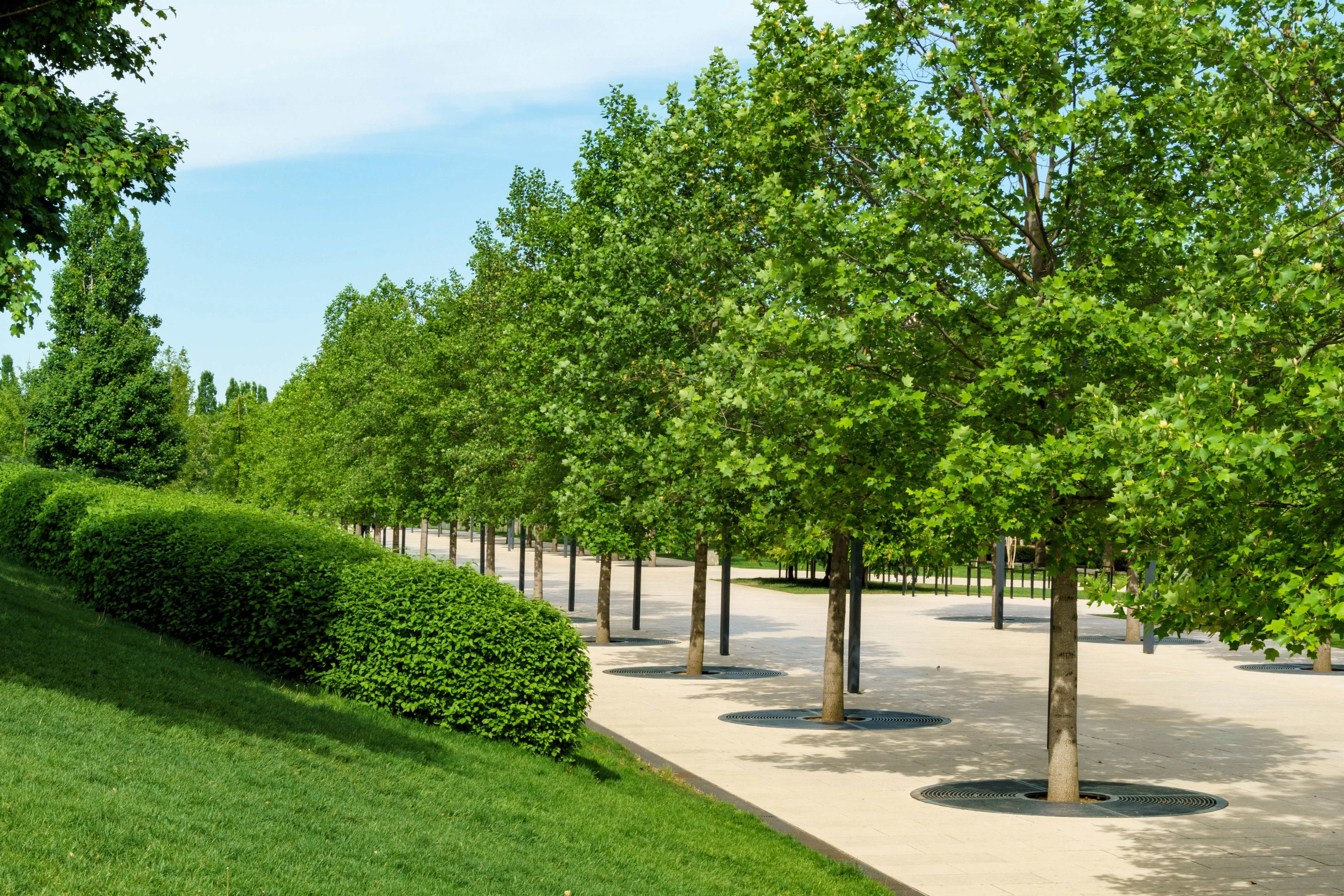 15 TULIP POPLAR TREE Yellow Flower Liriodendron Tulipifera Whitewood Seeds - Image 10