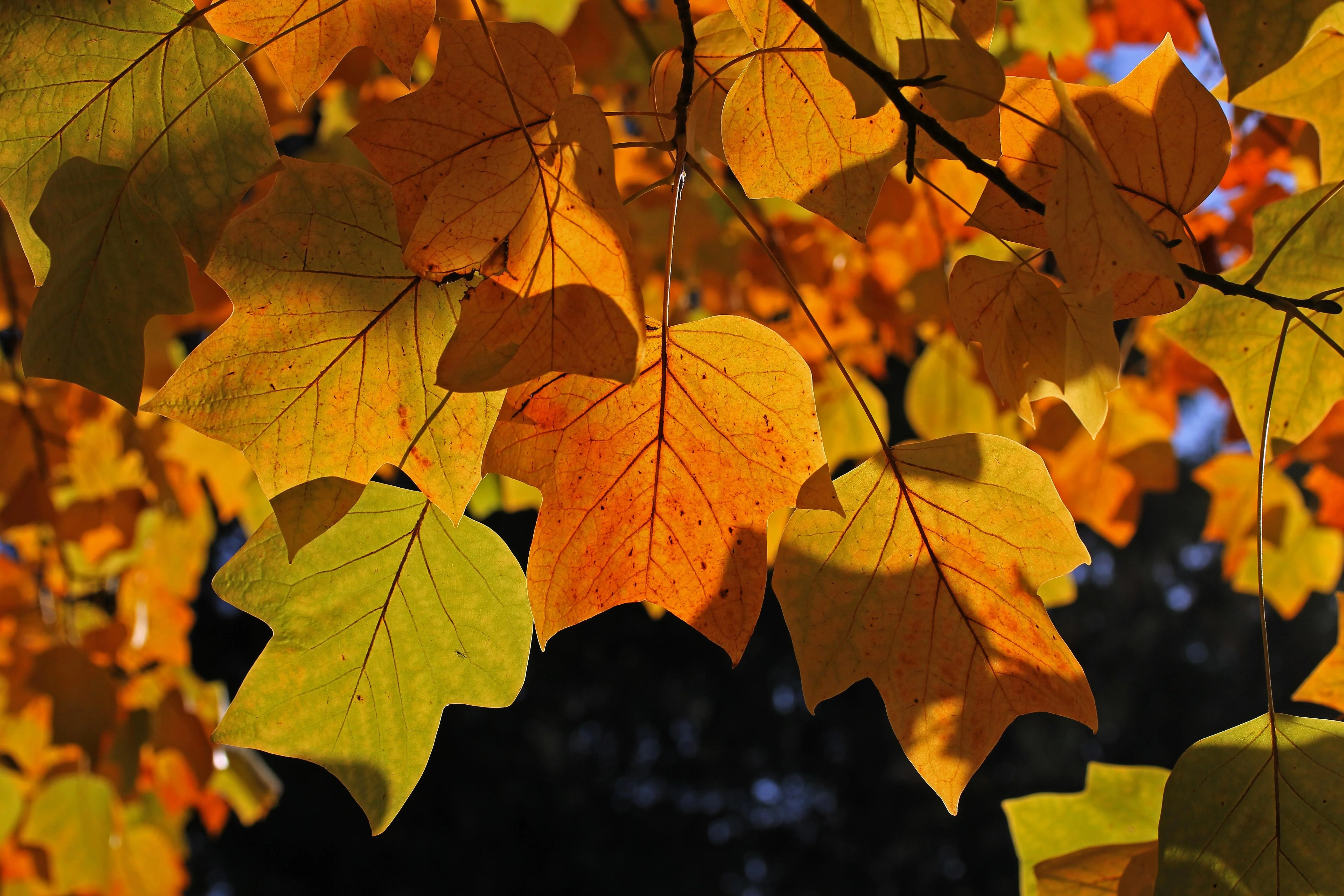15 TULIP POPLAR TREE Yellow Flower Liriodendron Tulipifera Whitewood Seeds - Image 11