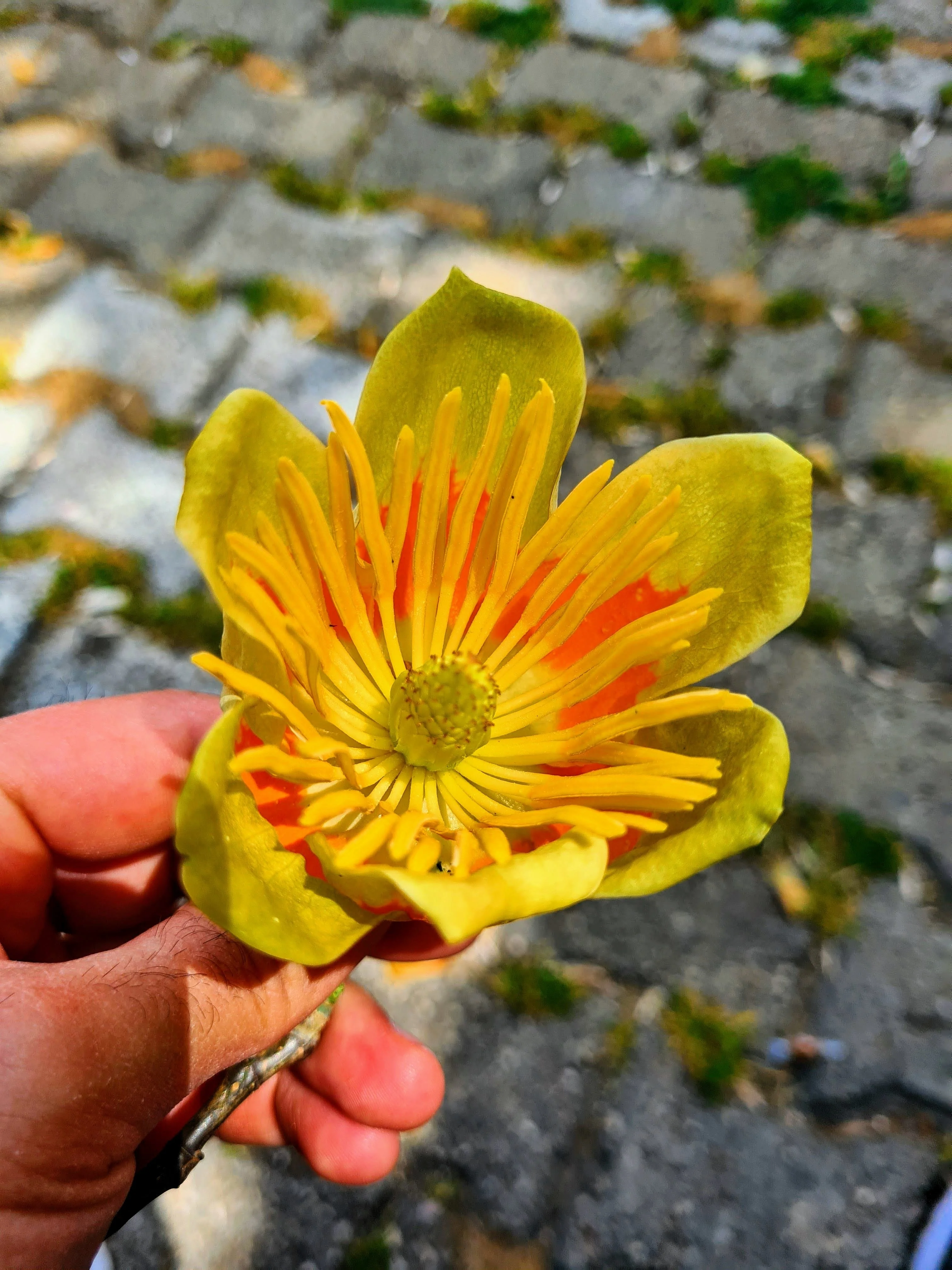 15 TULIP POPLAR TREE Yellow Flower Liriodendron Tulipifera Whitewood Seeds - Image 12