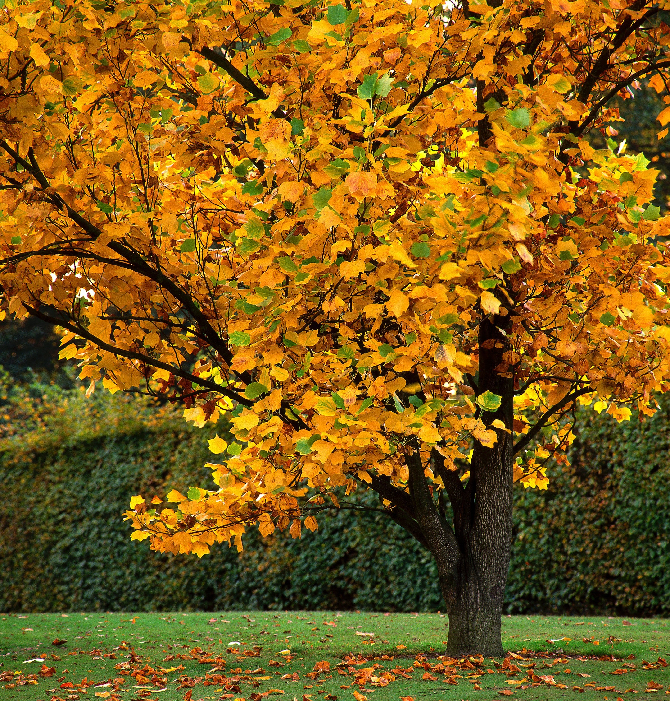 15 TULIP POPLAR TREE Yellow Flower Liriodendron Tulipifera Whitewood Seeds - Image 13