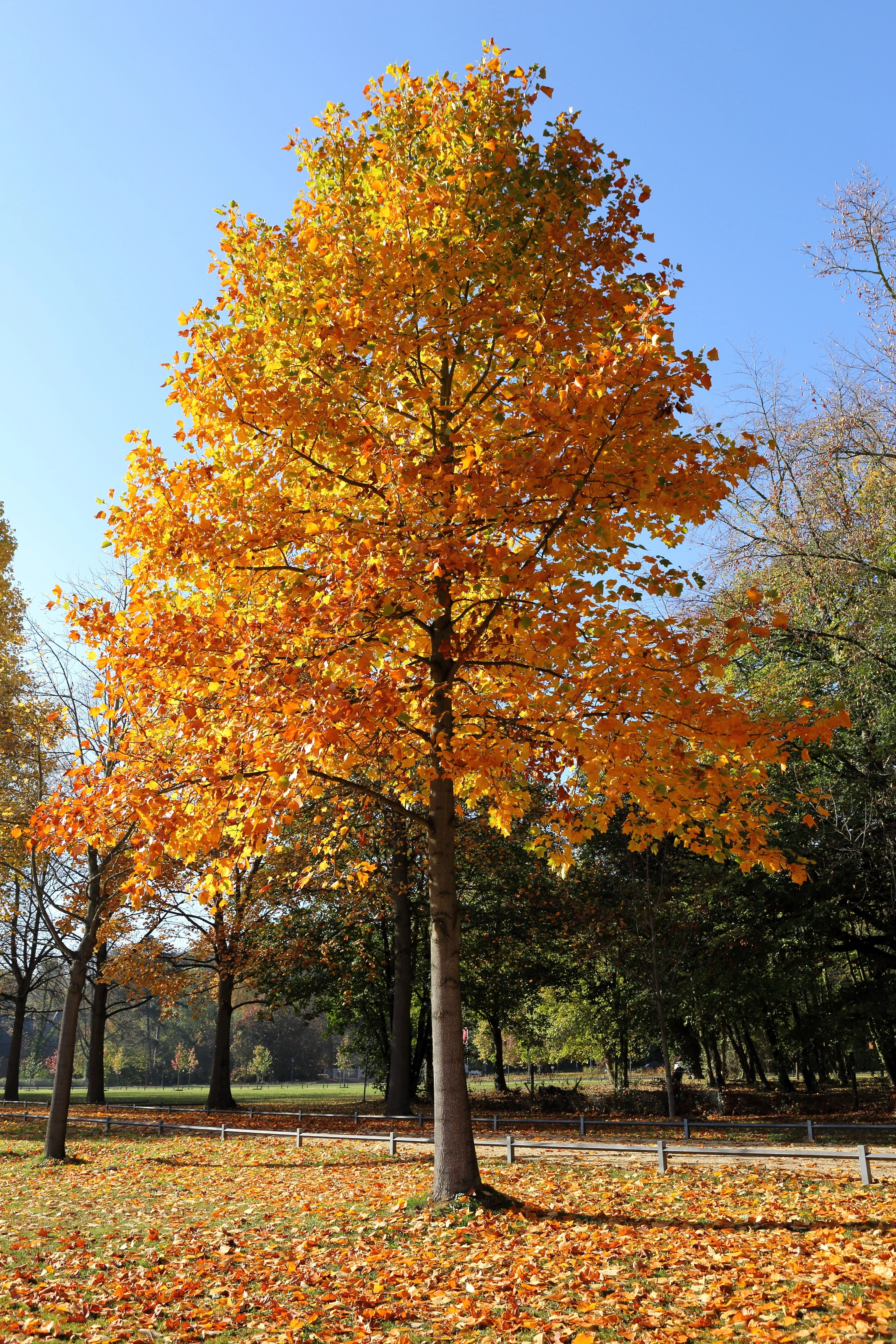 15 TULIP POPLAR TREE Yellow Flower Liriodendron Tulipifera Whitewood Seeds - Image 2