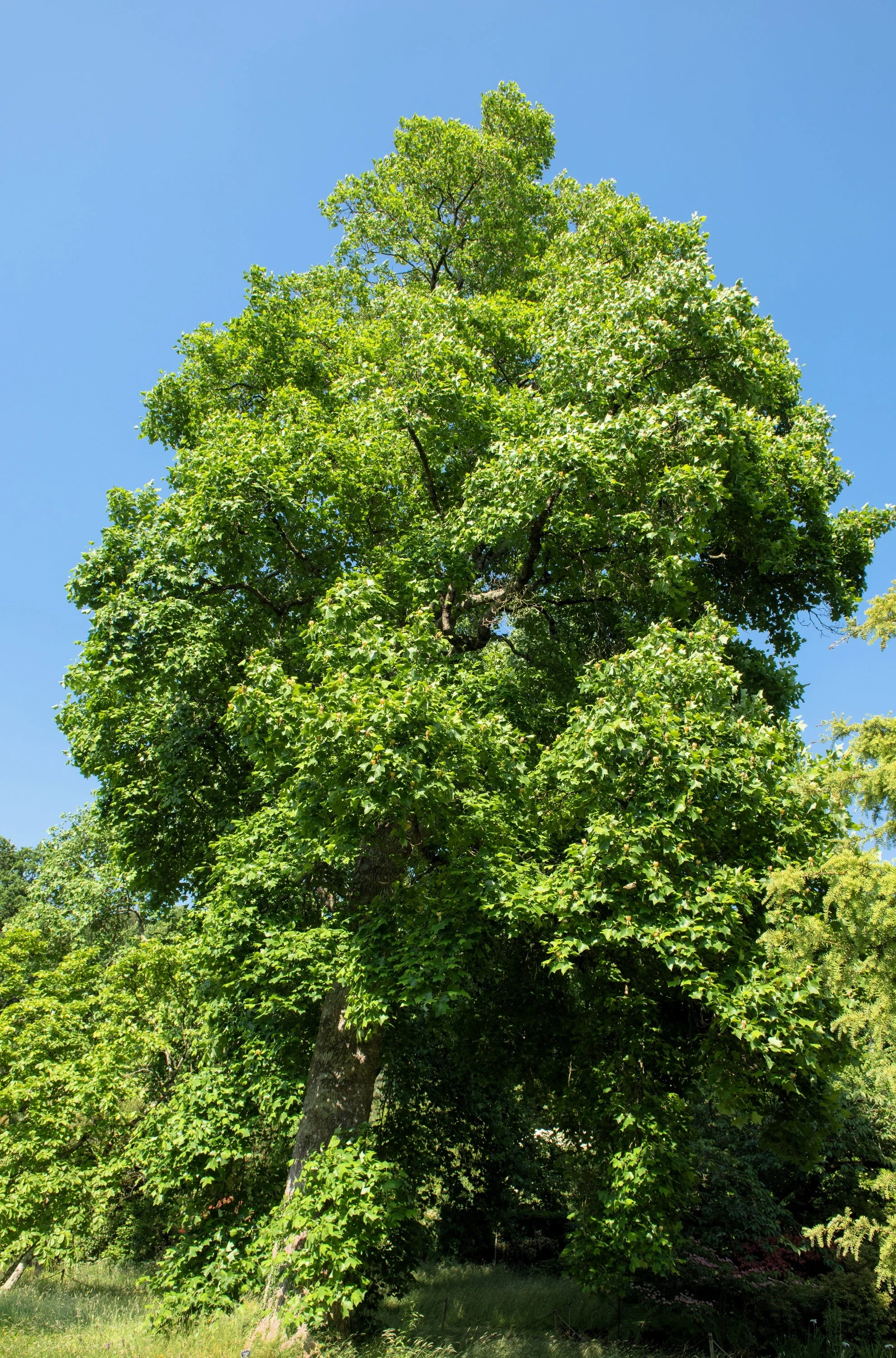 15 TULIP POPLAR TREE Yellow Flower Liriodendron Tulipifera Whitewood Seeds - Image 3