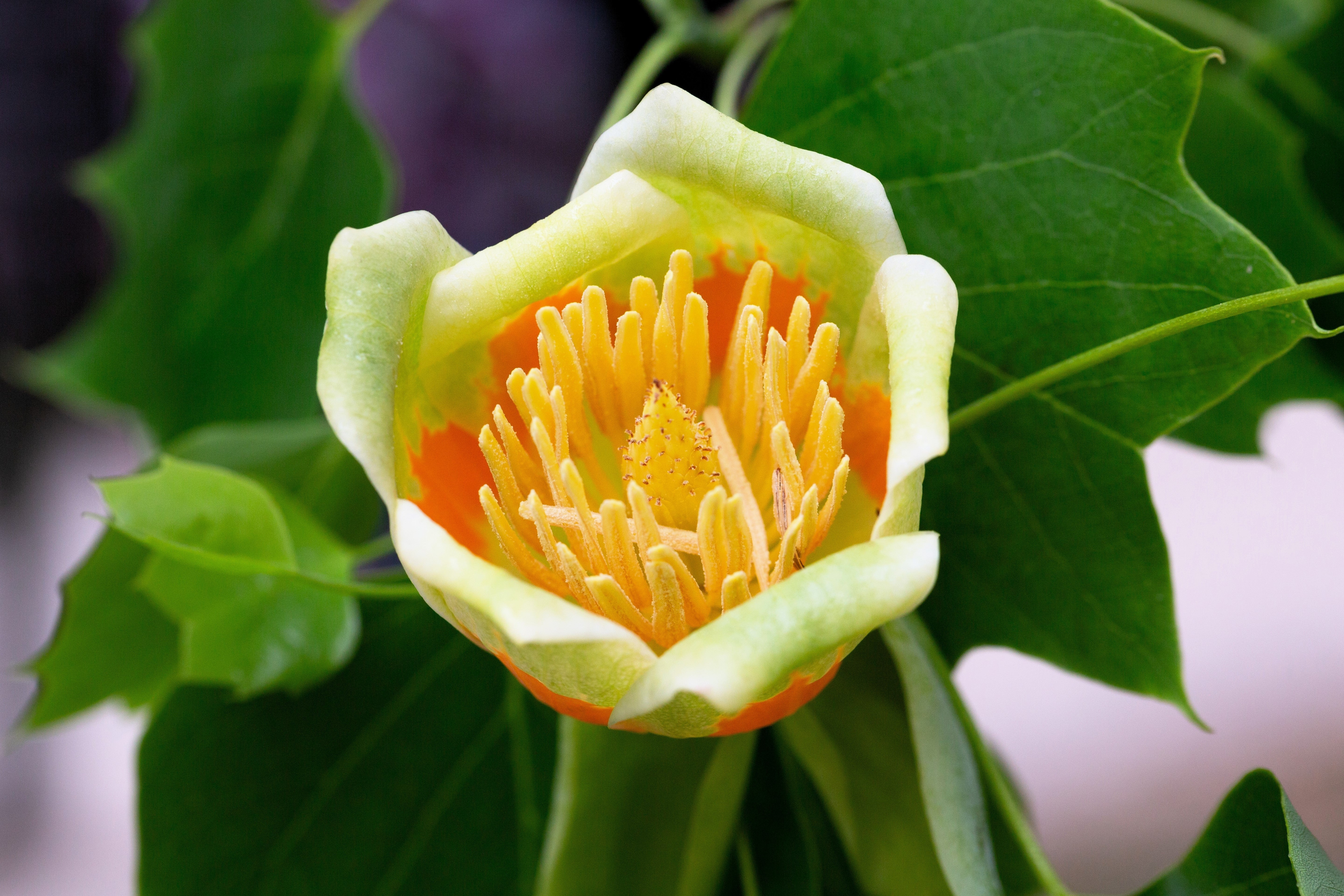 15 TULIP POPLAR TREE Yellow Flower Liriodendron Tulipifera Whitewood Seeds - Image 4