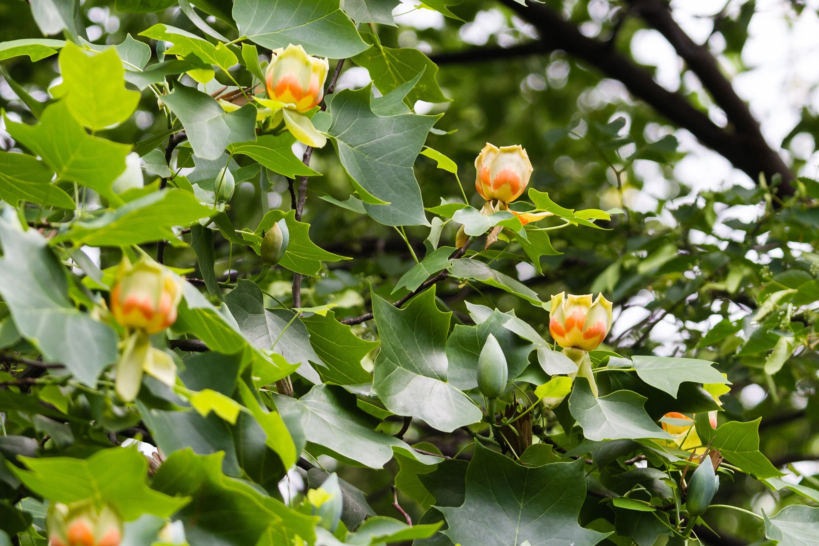 15 TULIP POPLAR TREE Yellow Flower Liriodendron Tulipifera Whitewood Seeds - Image 5