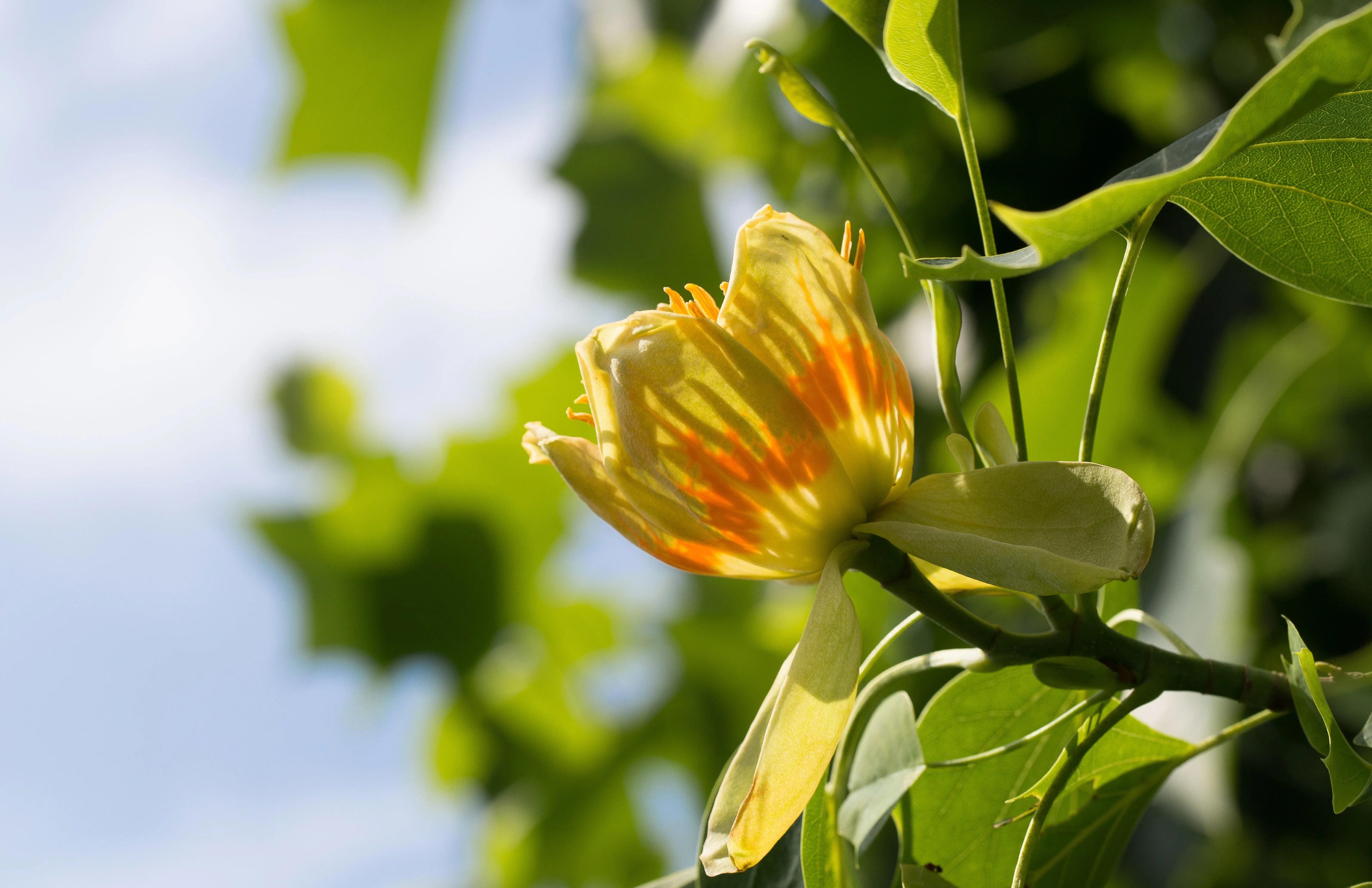 15 TULIP POPLAR TREE Yellow Flower Liriodendron Tulipifera Whitewood Seeds - Image 6