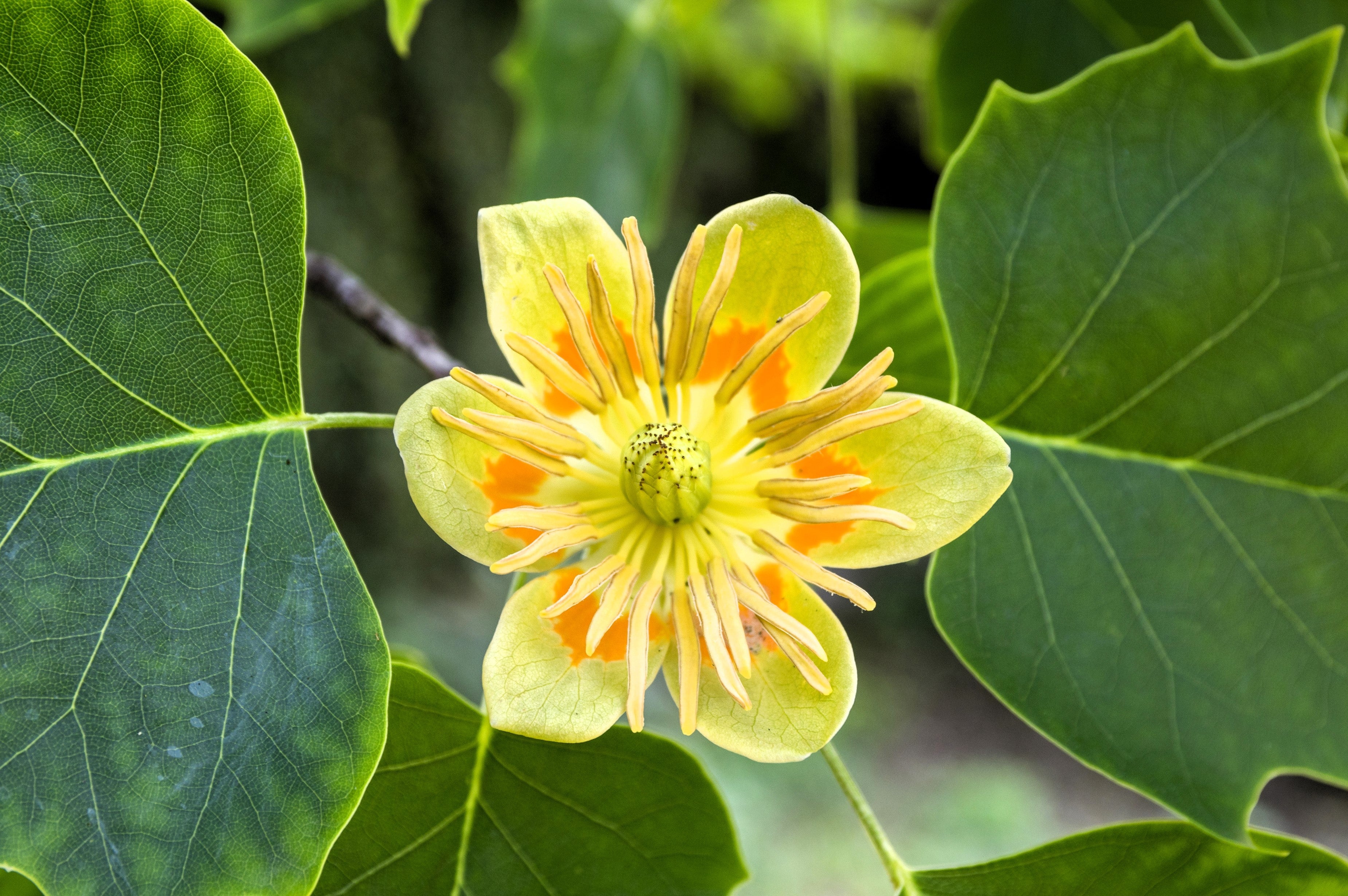 15 TULIP POPLAR TREE Yellow Flower Liriodendron Tulipifera Whitewood Seeds - Image 7