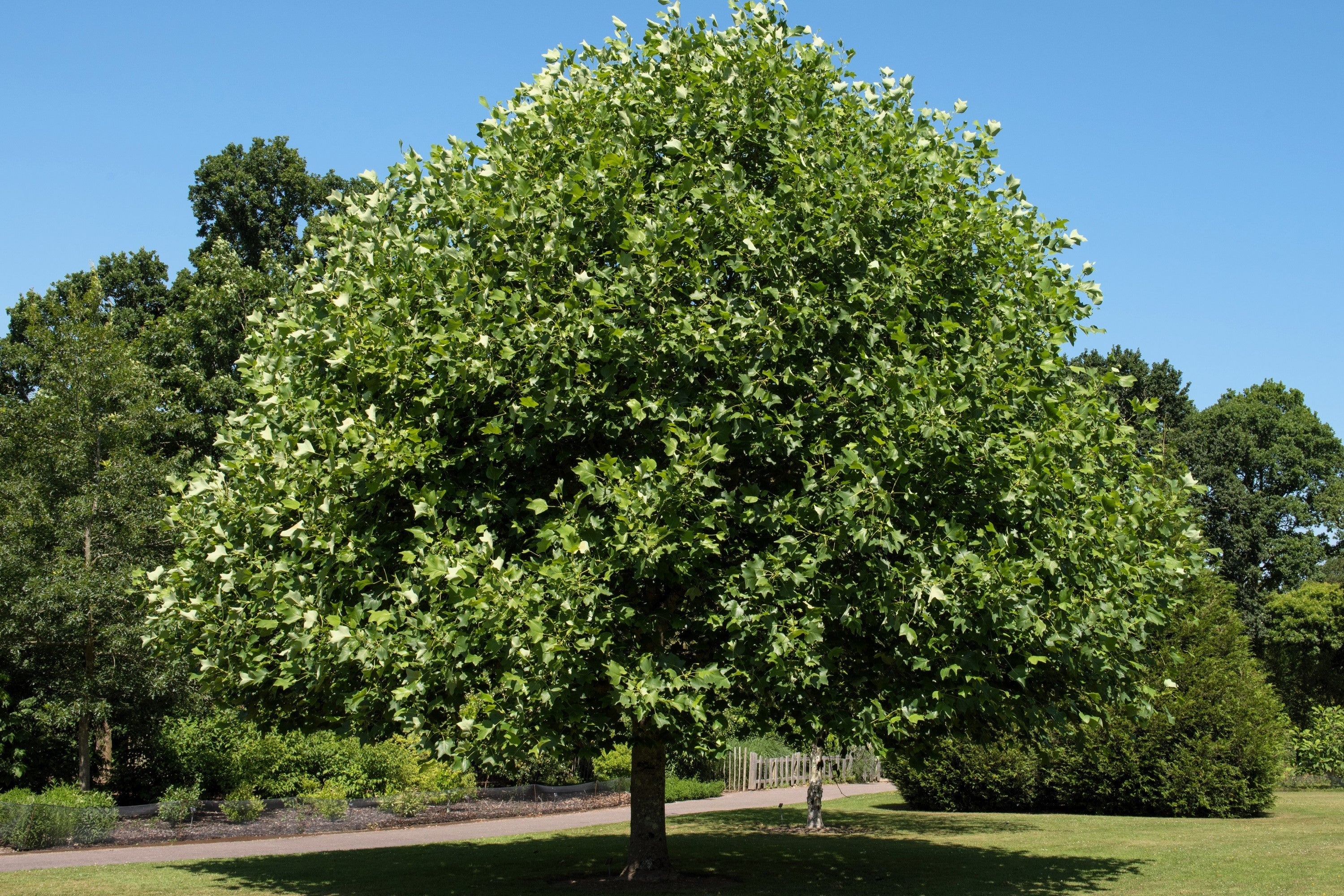 15 TULIP POPLAR TREE Yellow Flower Liriodendron Tulipifera Whitewood Seeds - Image 8