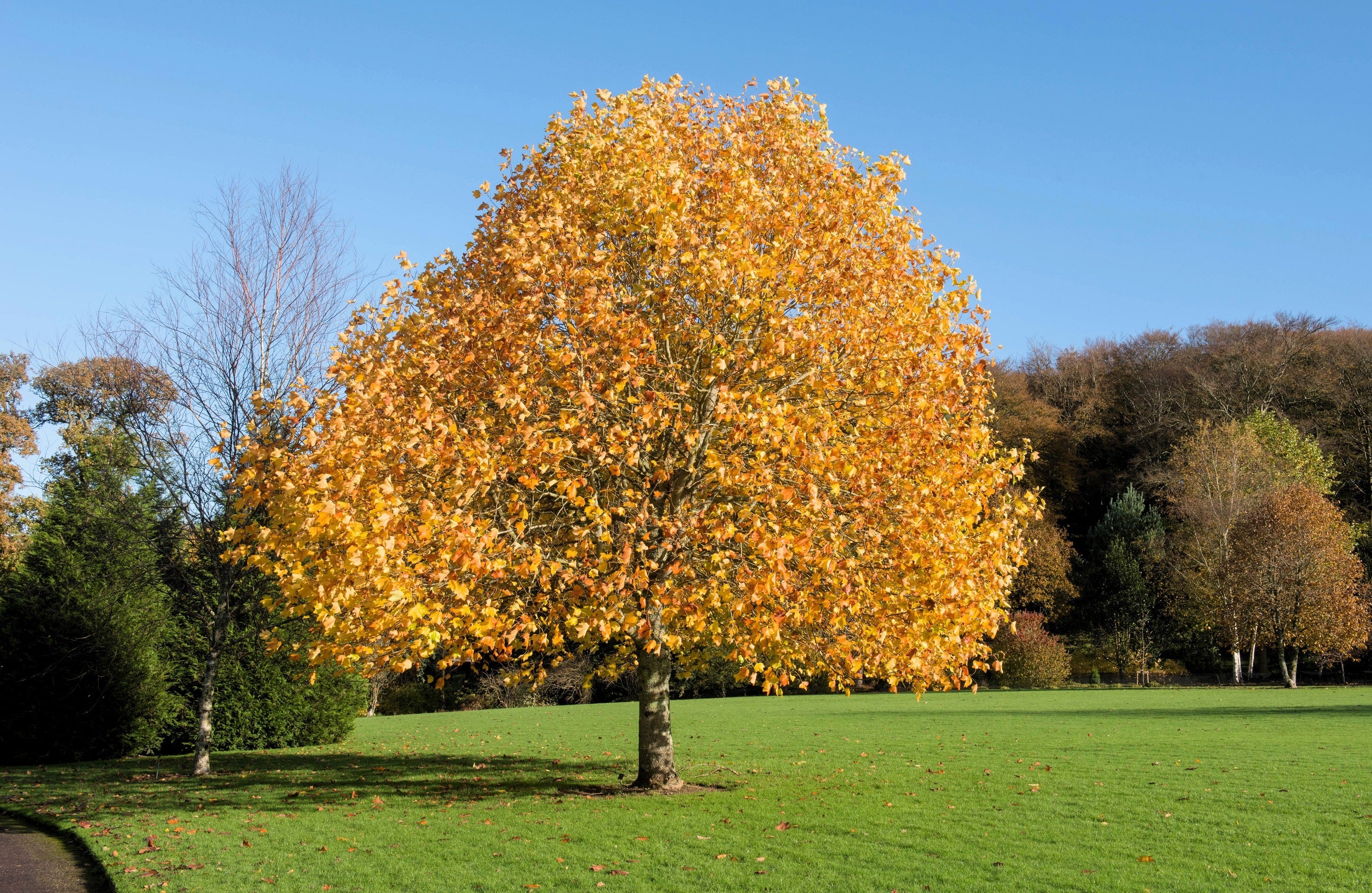 15 TULIP POPLAR TREE Yellow Flower Liriodendron Tulipifera Whitewood Seeds - Image 9