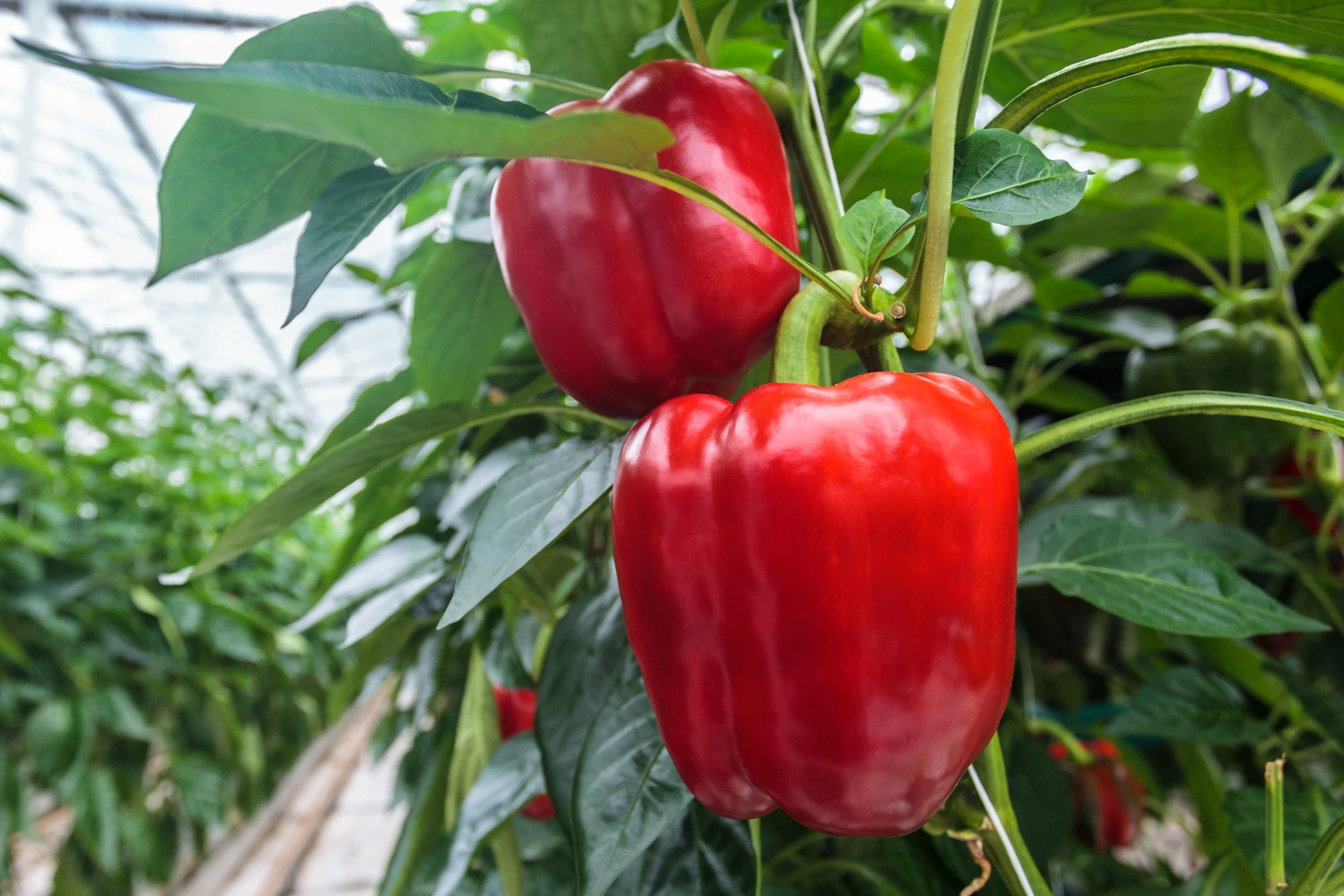 150 BIG RED Bell PEPPER Sweet Capsicum Annuum Vegetable Seeds - Image 2