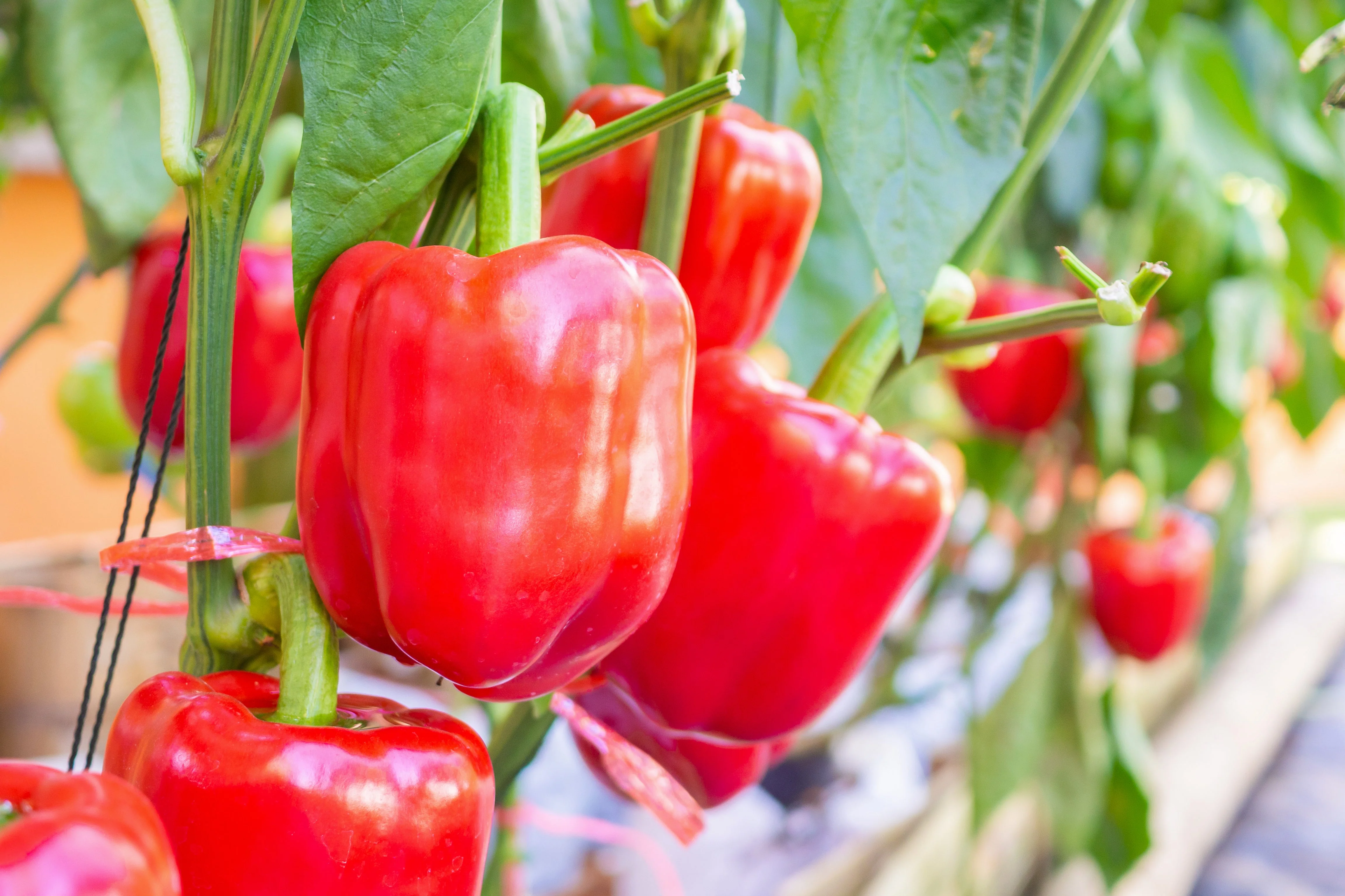 150 BIG RED Bell PEPPER Sweet Capsicum Annuum Vegetable Seeds - Image 3