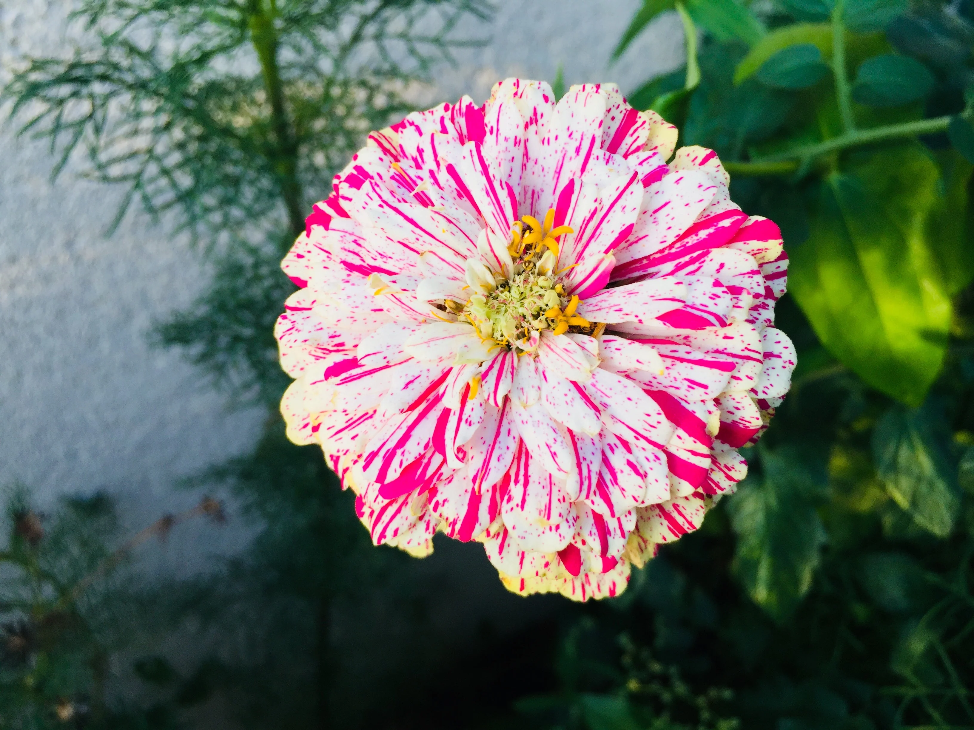 150 PEPPERMINT STICK ZINNIA Mix Mixed Colors Red Stripe Elegans Flower Seeds - Image 3