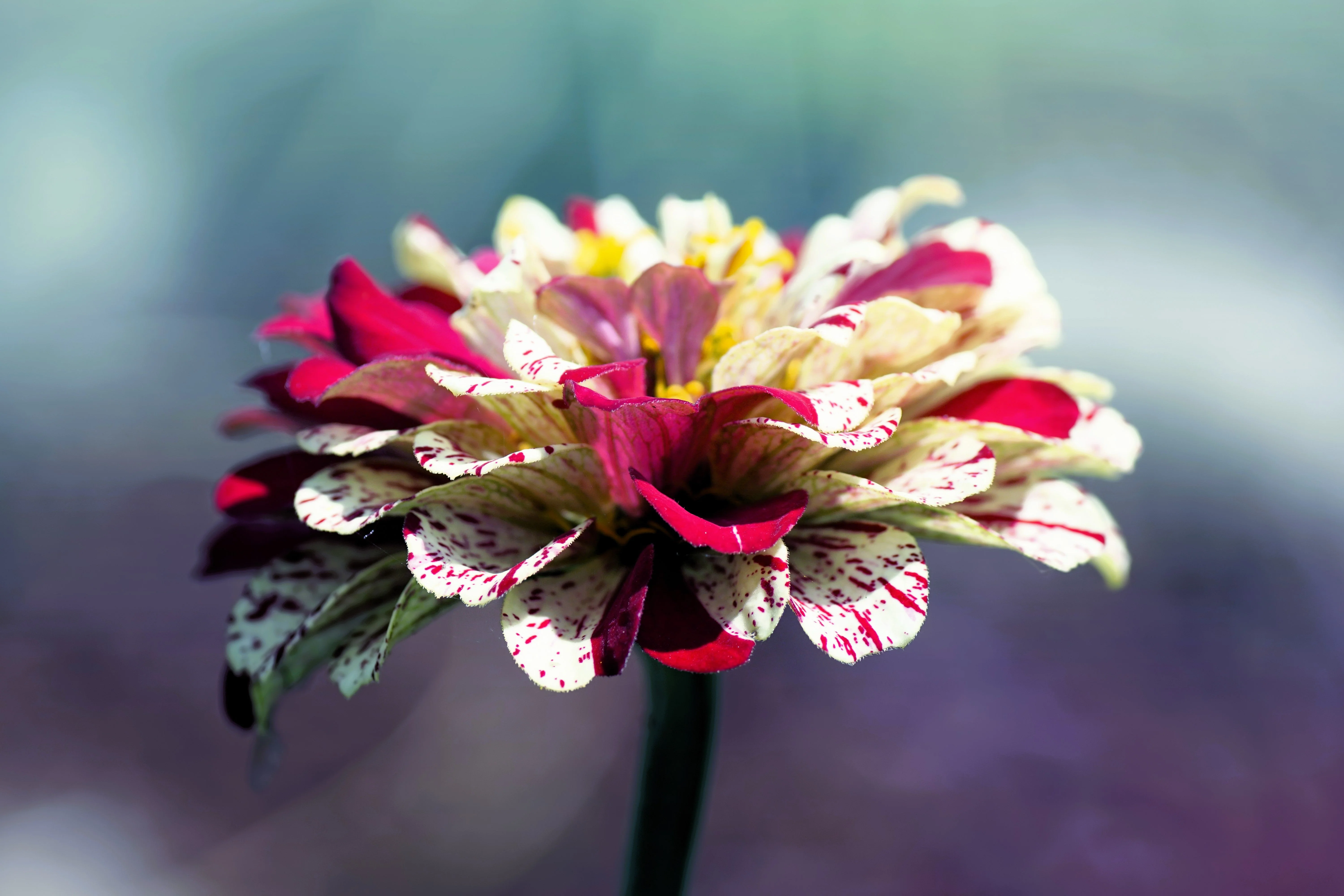 150 PEPPERMINT STICK ZINNIA Mix Mixed Colors Red Stripe Elegans Flower Seeds - Image 4