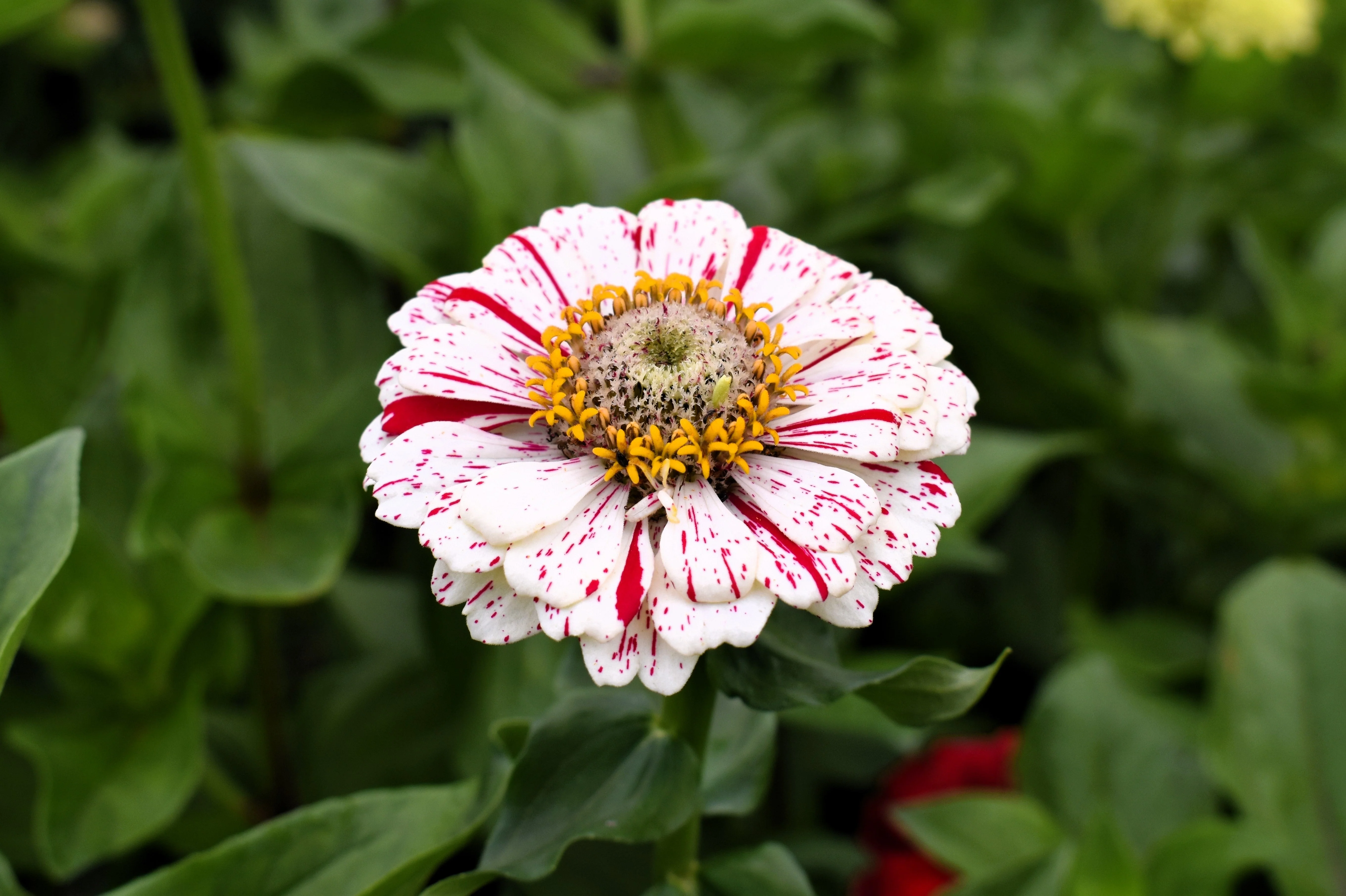 150 PEPPERMINT STICK ZINNIA Mix Mixed Colors Red Stripe Elegans Flower Seeds - Image 5