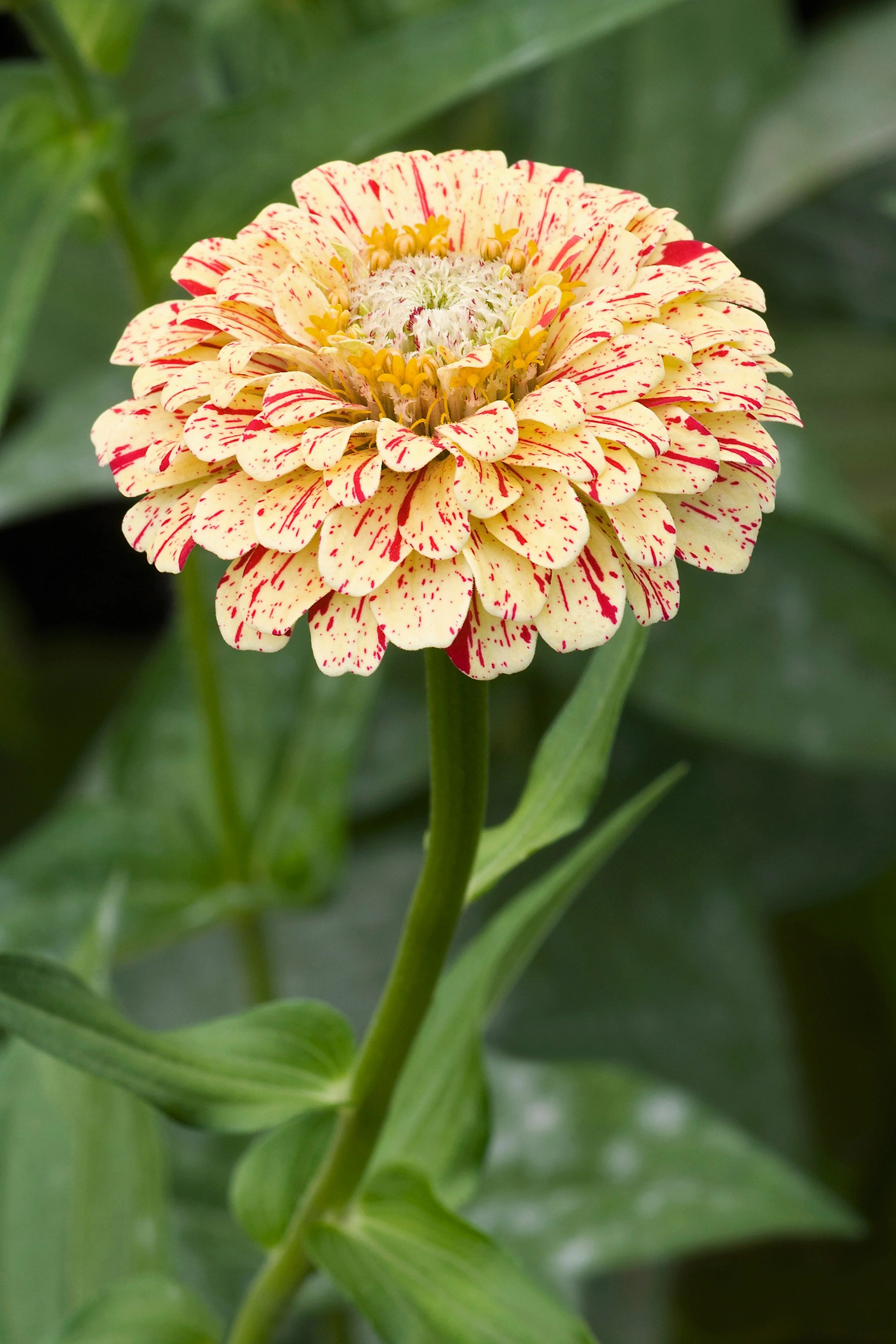 150 PEPPERMINT STICK ZINNIA Mix Mixed Colors Red Stripe Elegans Flower Seeds - Image 6