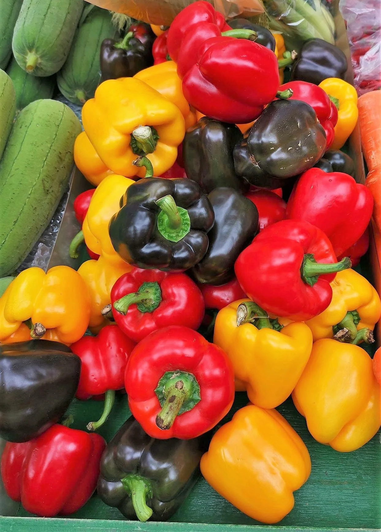 150 RAINBOW BELL PEPPER Sweet Red, Green, Yellow, Orange, Purple, Brown, & White Capsicum Annuum Vegetable Seeds - Image 2