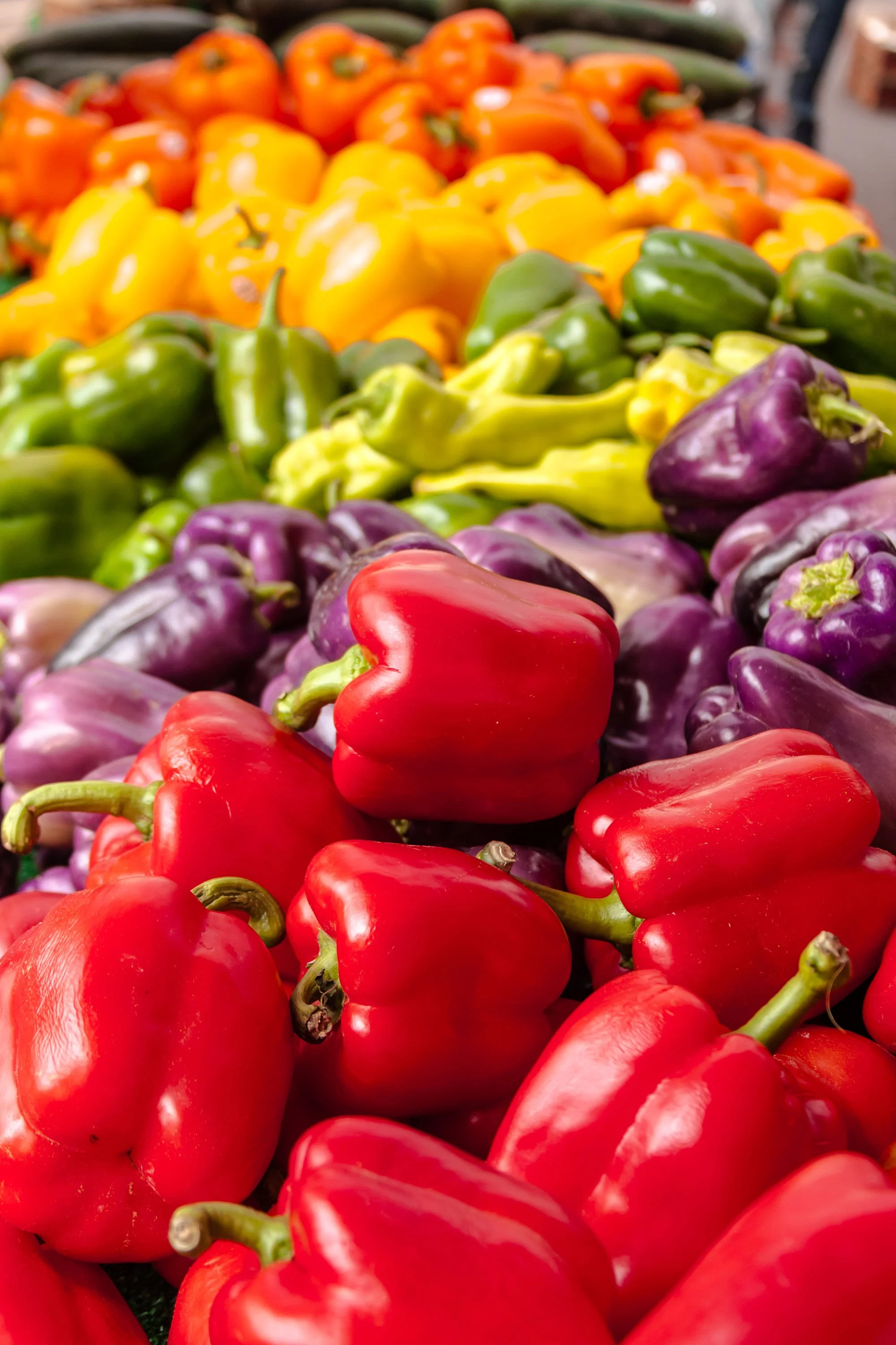 150 RAINBOW BELL PEPPER Sweet Red, Green, Yellow, Orange, Purple, Brown, & White Capsicum Annuum Vegetable Seeds - Image 3