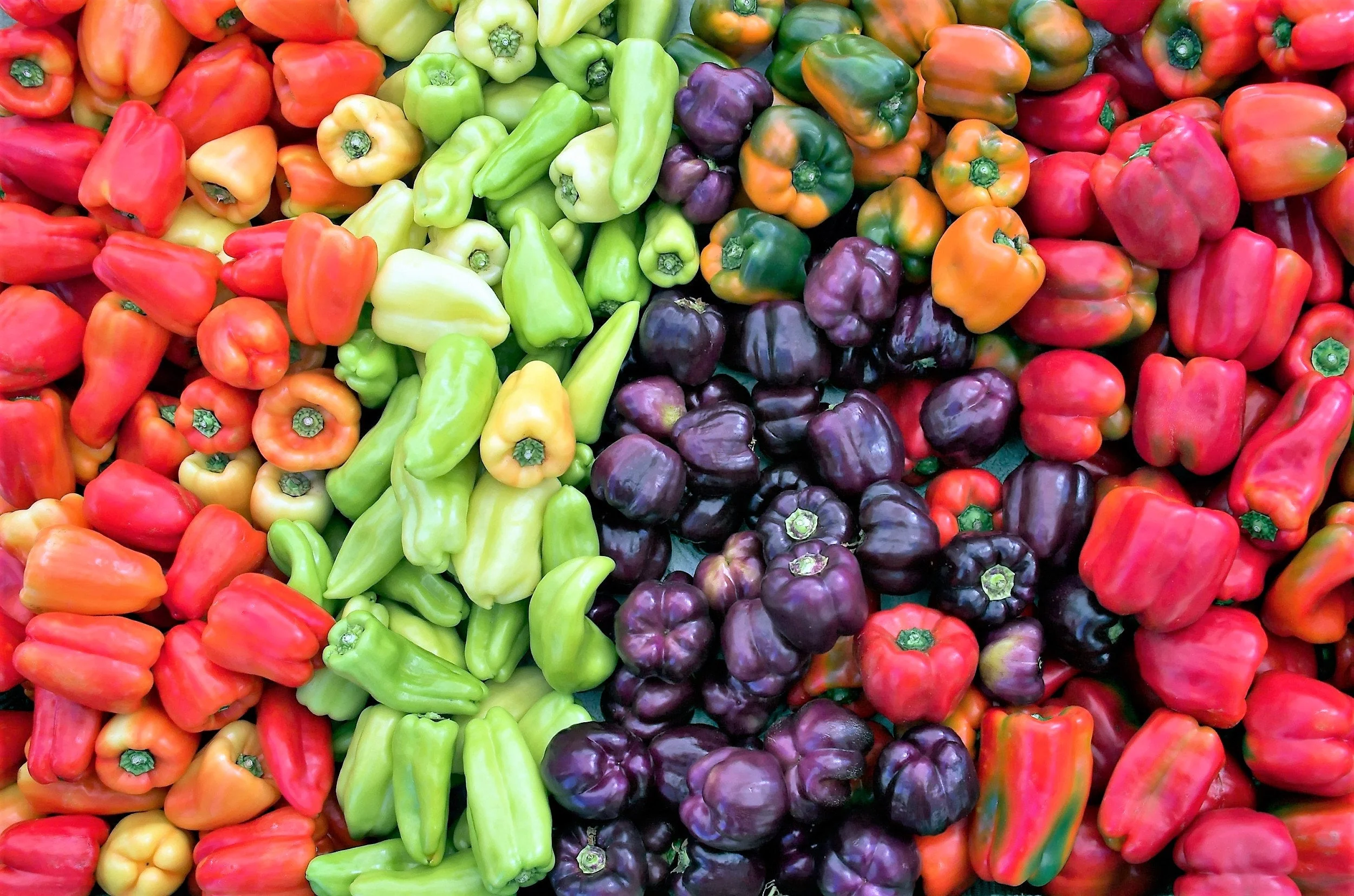 150 RAINBOW BELL PEPPER Sweet Red, Green, Yellow, Orange, Purple, Brown, & White Capsicum Annuum Vegetable Seeds - Image 4