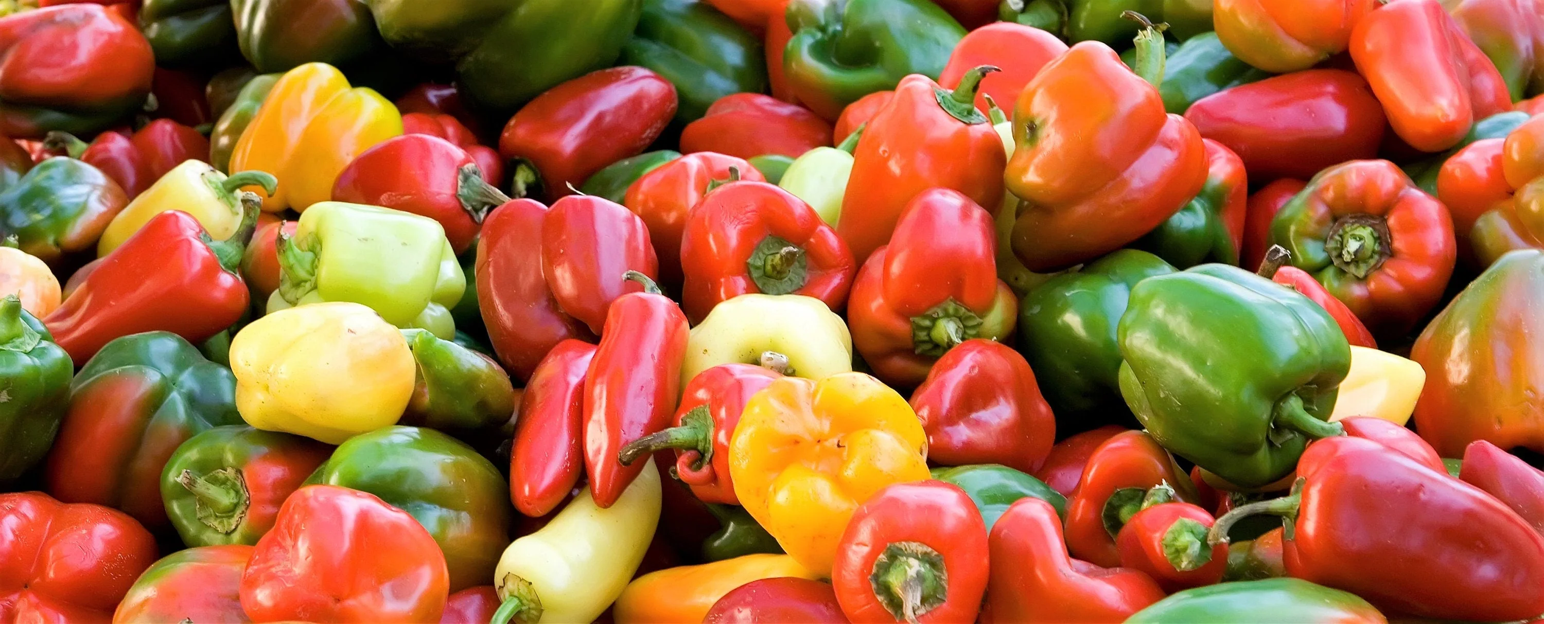 150 RAINBOW BELL PEPPER Sweet Red, Green, Yellow, Orange, Purple, Brown, & White Capsicum Annuum Vegetable Seeds - Image 5