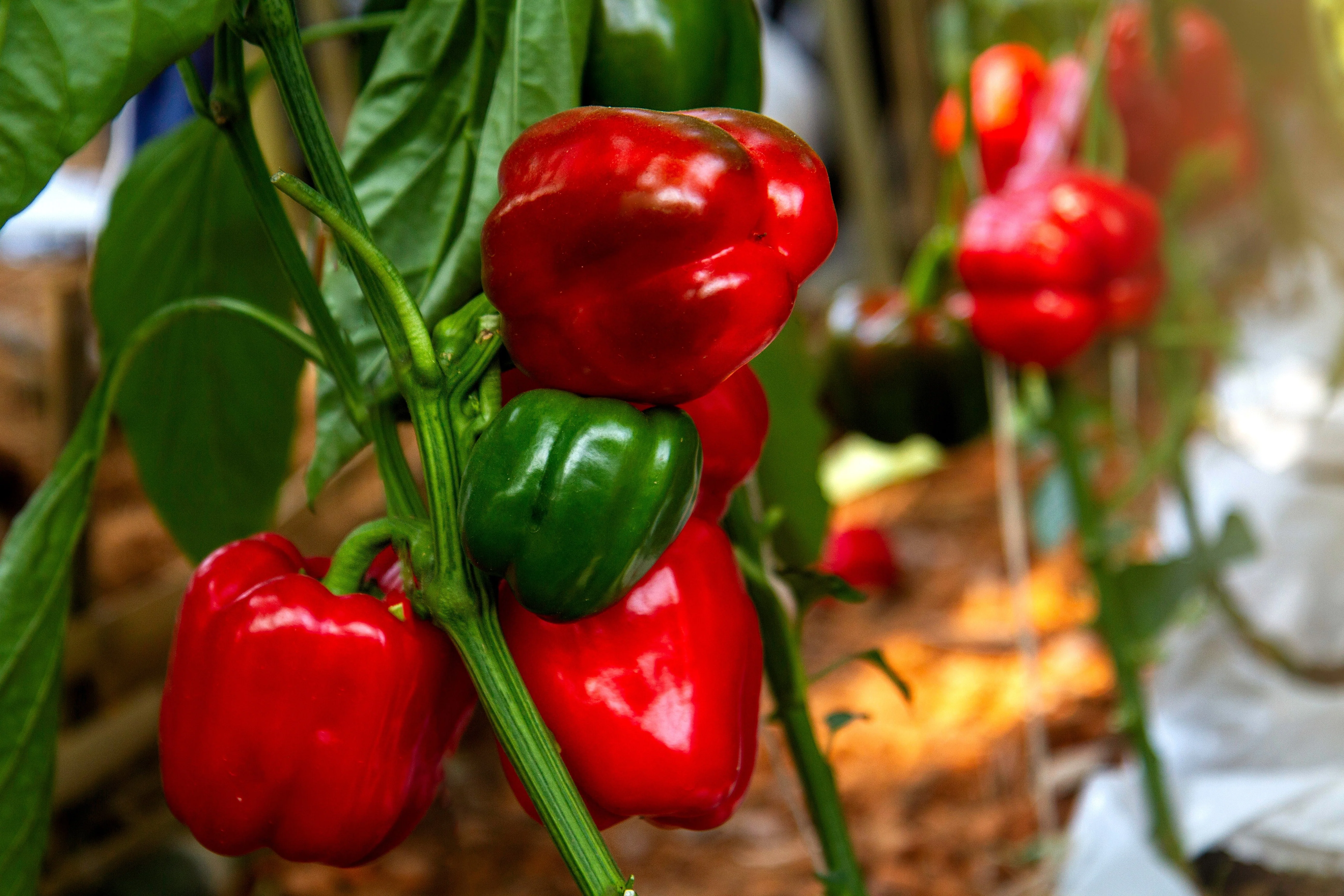 150 Yolo Wonder Sweet RED BELL PEPPER Capiscum Annuum Vegetable Seeds - Image 2