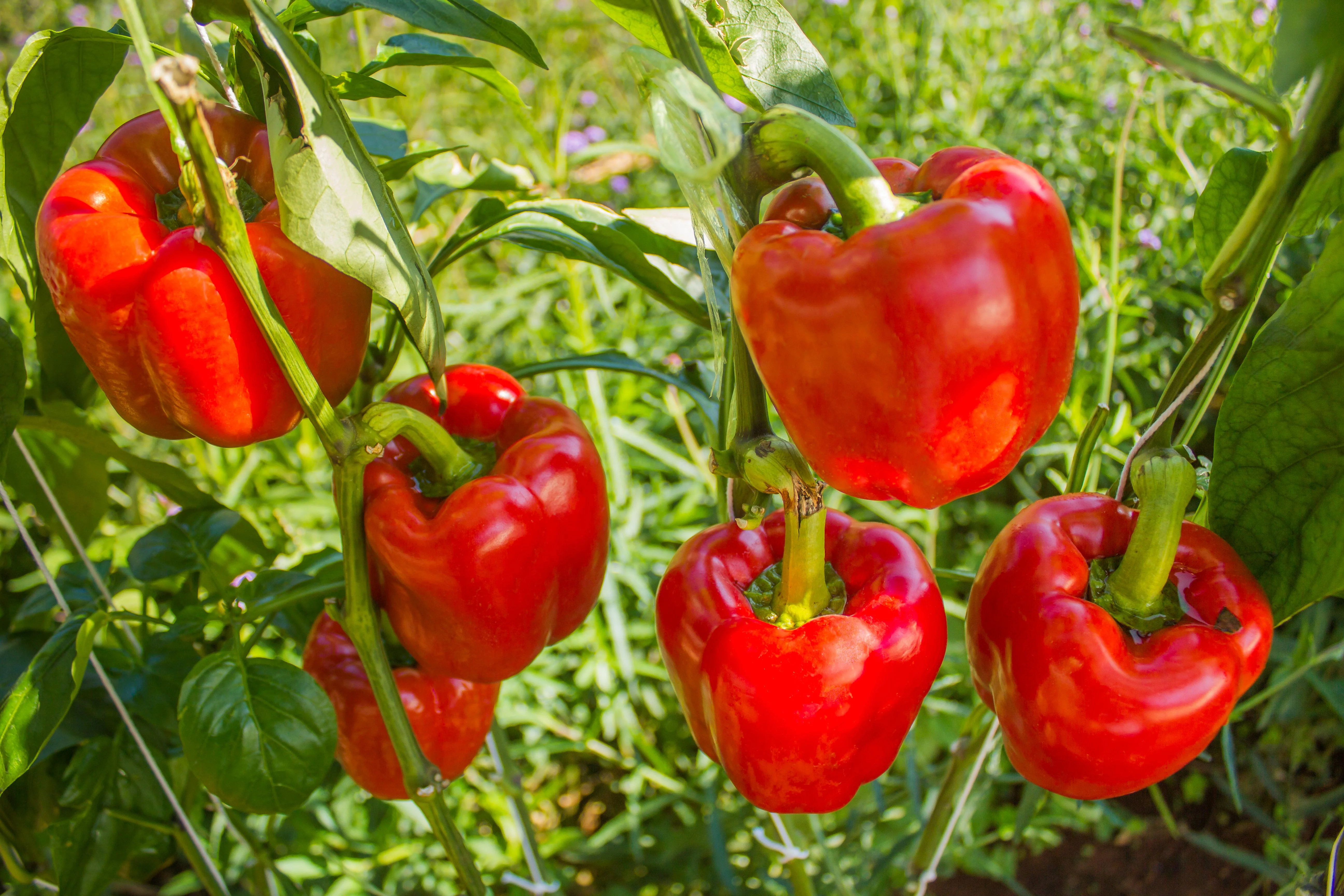 150 Yolo Wonder Sweet RED BELL PEPPER Capiscum Annuum Vegetable Seeds - Image 3