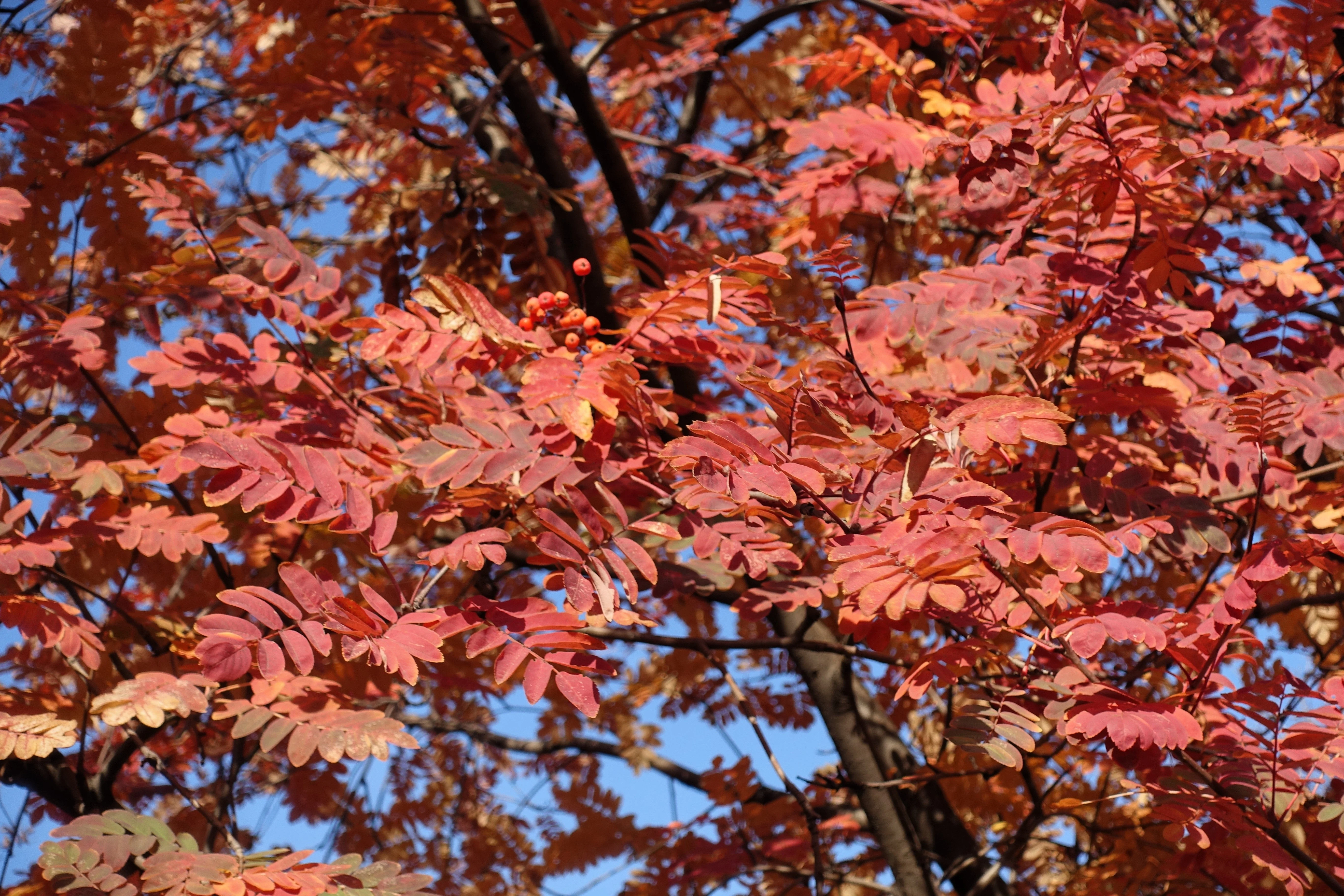 20 ASH TREE Mountain / Amur / Rowan - Sorbus Aucuparia Seeds - Image 10