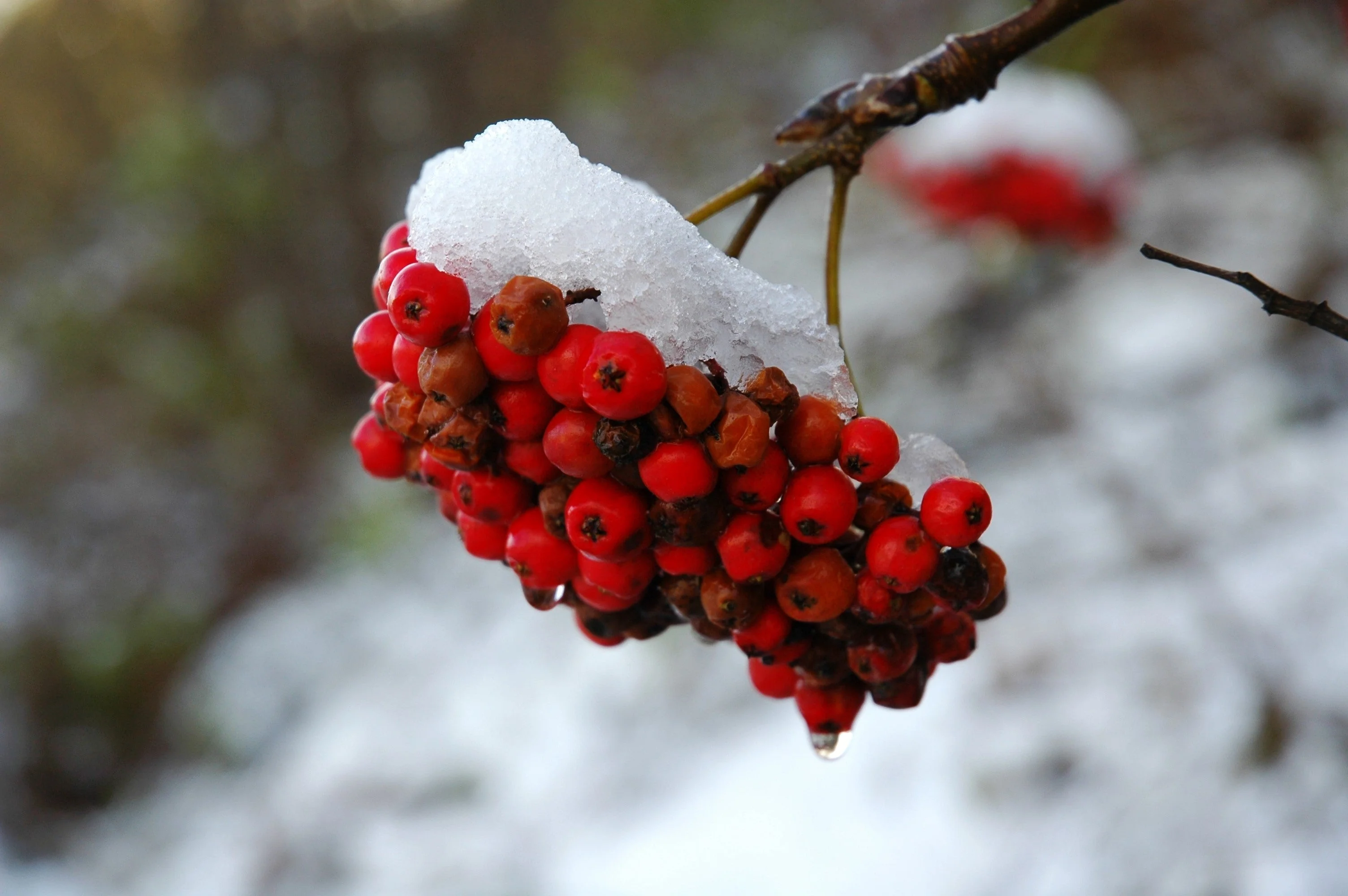20 ASH TREE Mountain / Amur / Rowan - Sorbus Aucuparia Seeds - Image 11