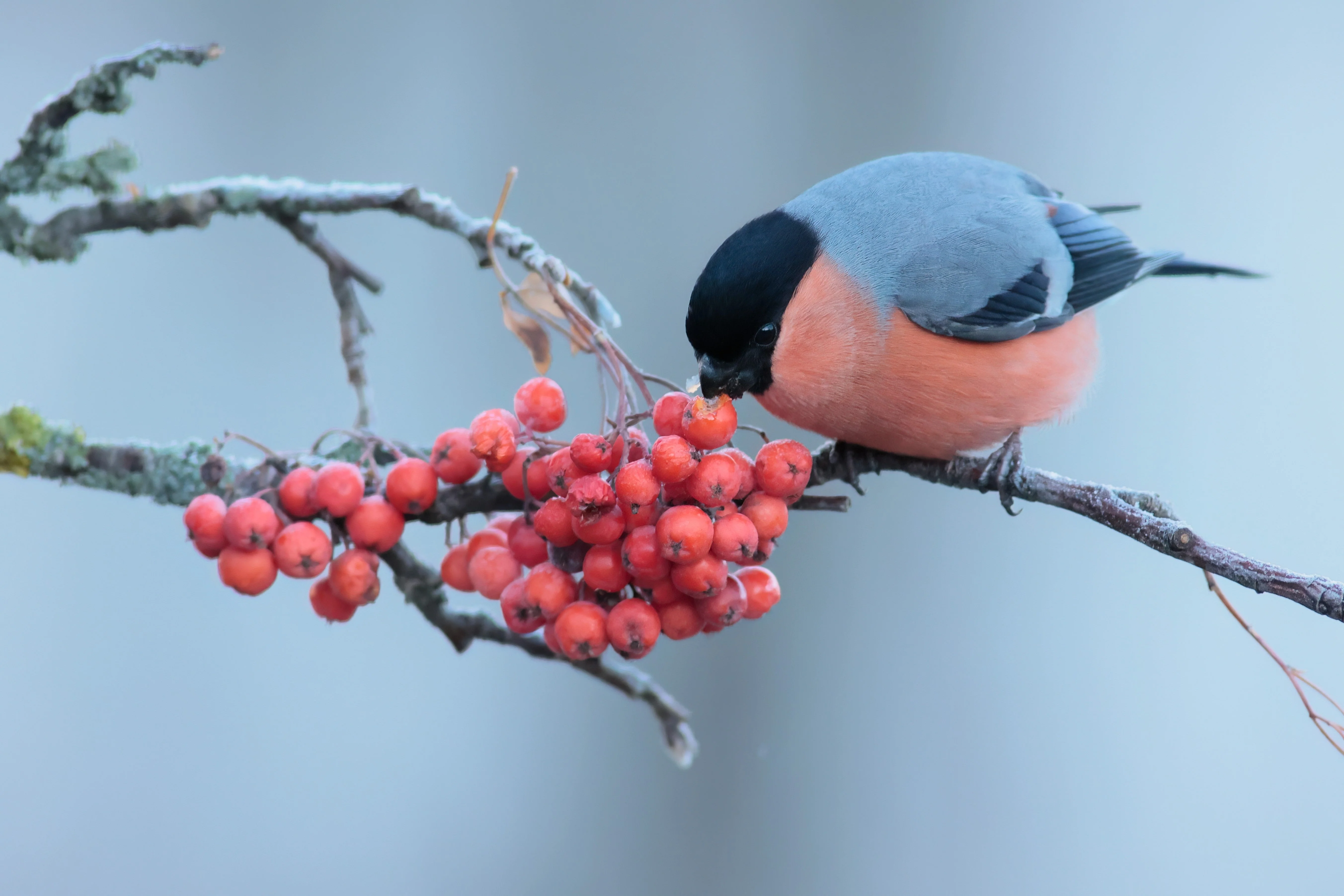 20 ASH TREE Mountain / Amur / Rowan - Sorbus Aucuparia Seeds - Image 12