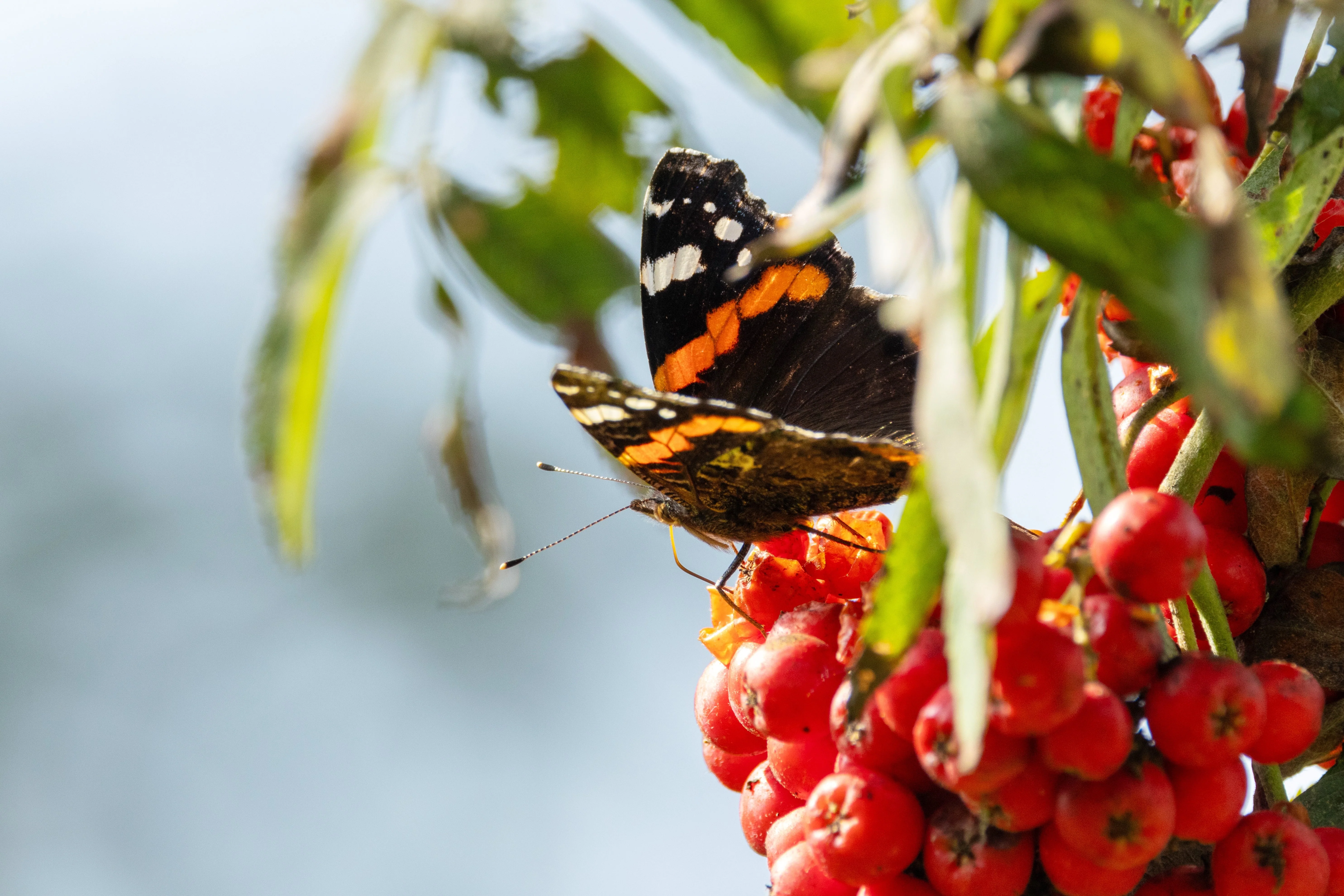 20 ASH TREE Mountain / Amur / Rowan - Sorbus Aucuparia Seeds - Image 13