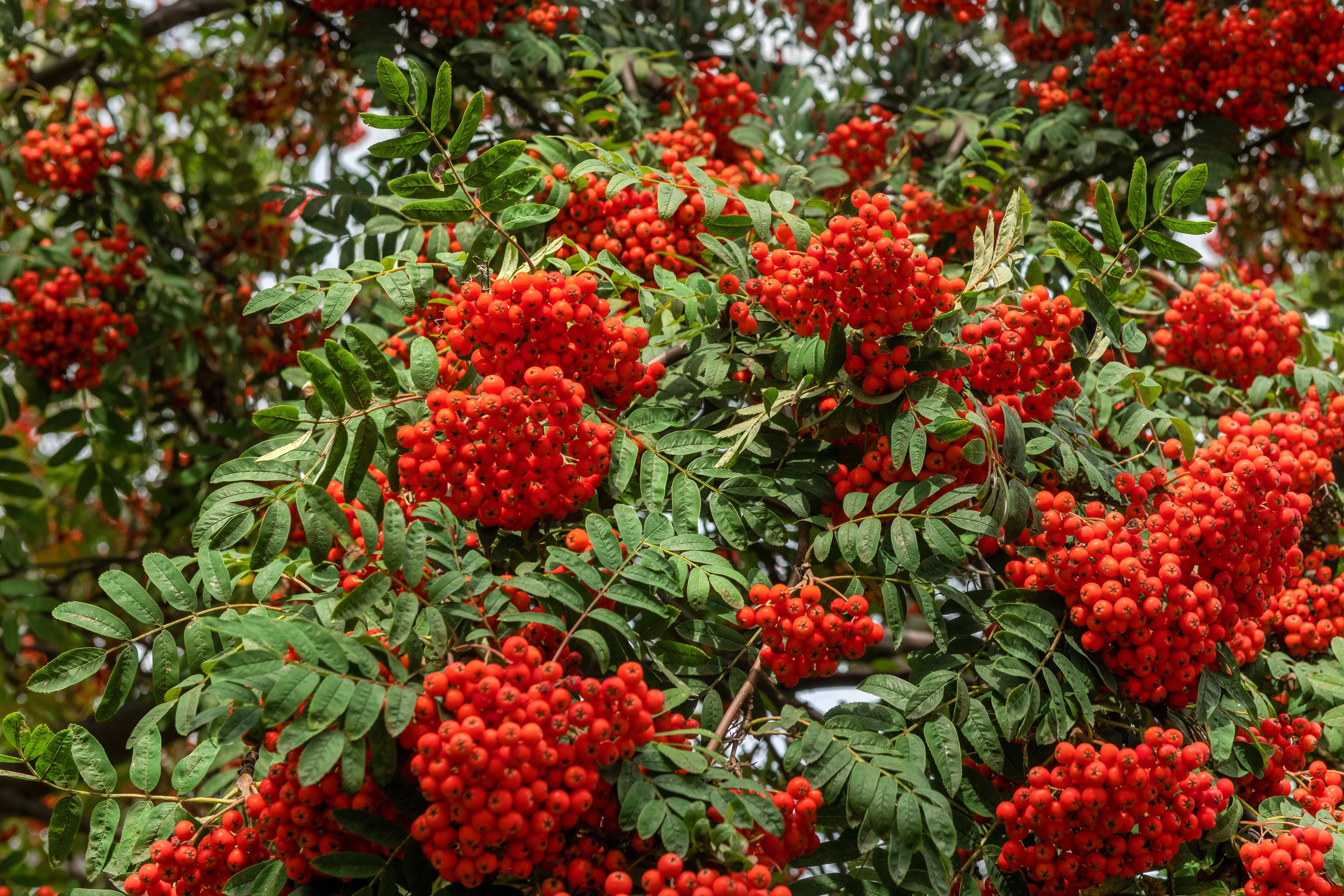 20 ASH TREE Mountain / Amur / Rowan - Sorbus Aucuparia Seeds - Image 14