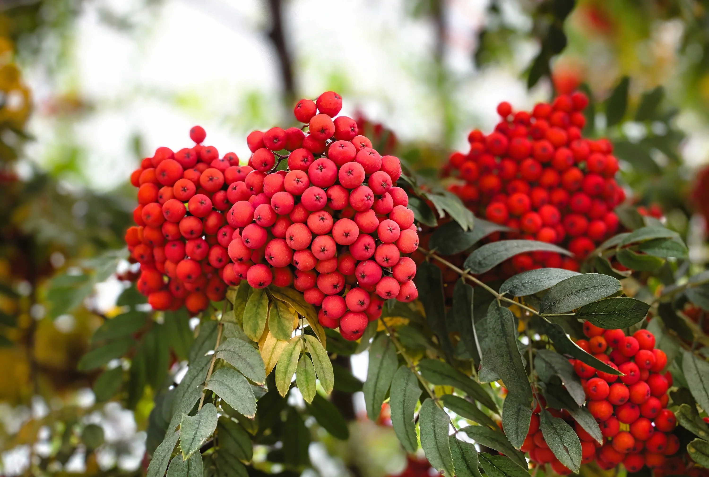 20 ASH TREE Mountain / Amur / Rowan - Sorbus Aucuparia Seeds - Image 2