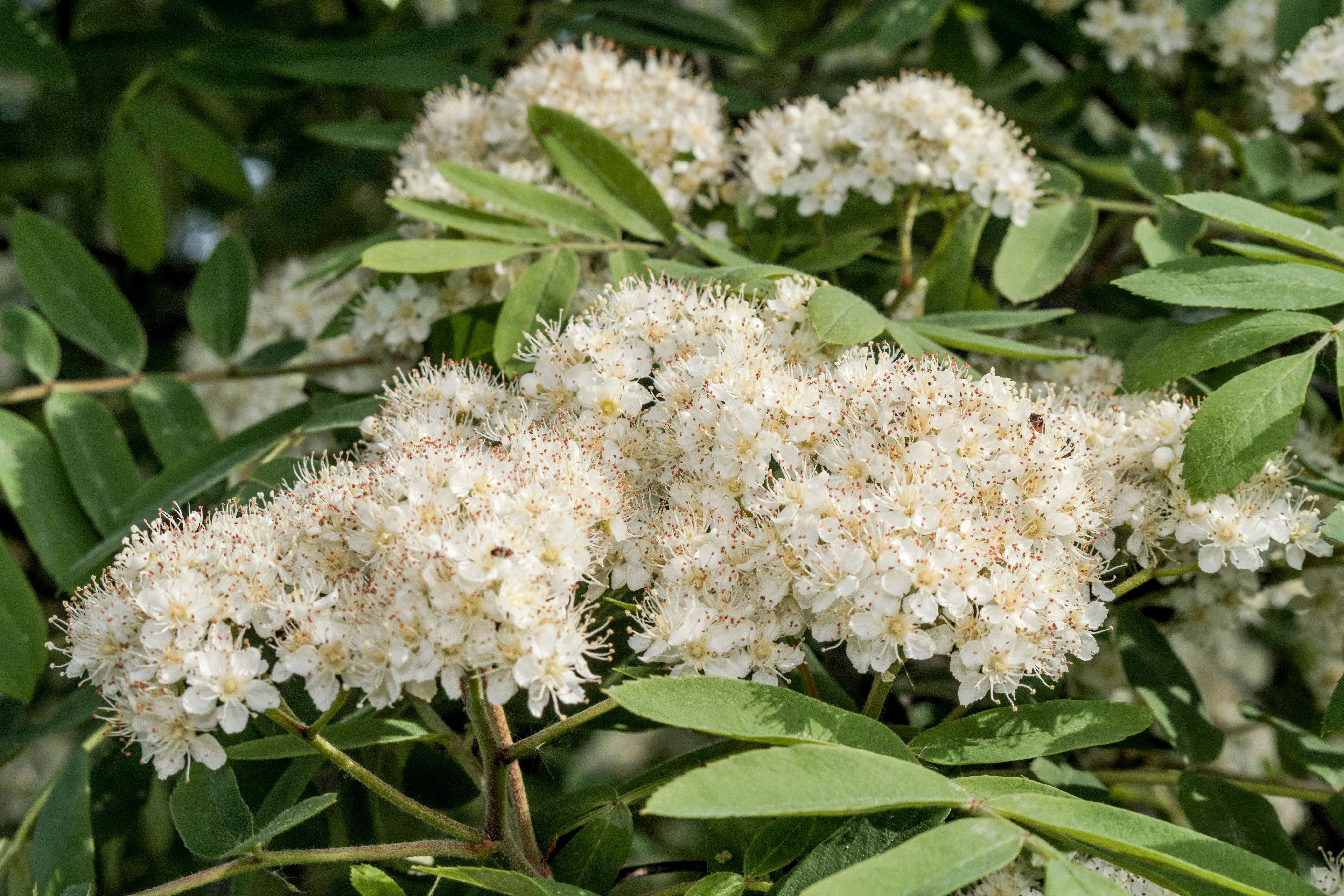 20 ASH TREE Mountain / Amur / Rowan - Sorbus Aucuparia Seeds - Image 4