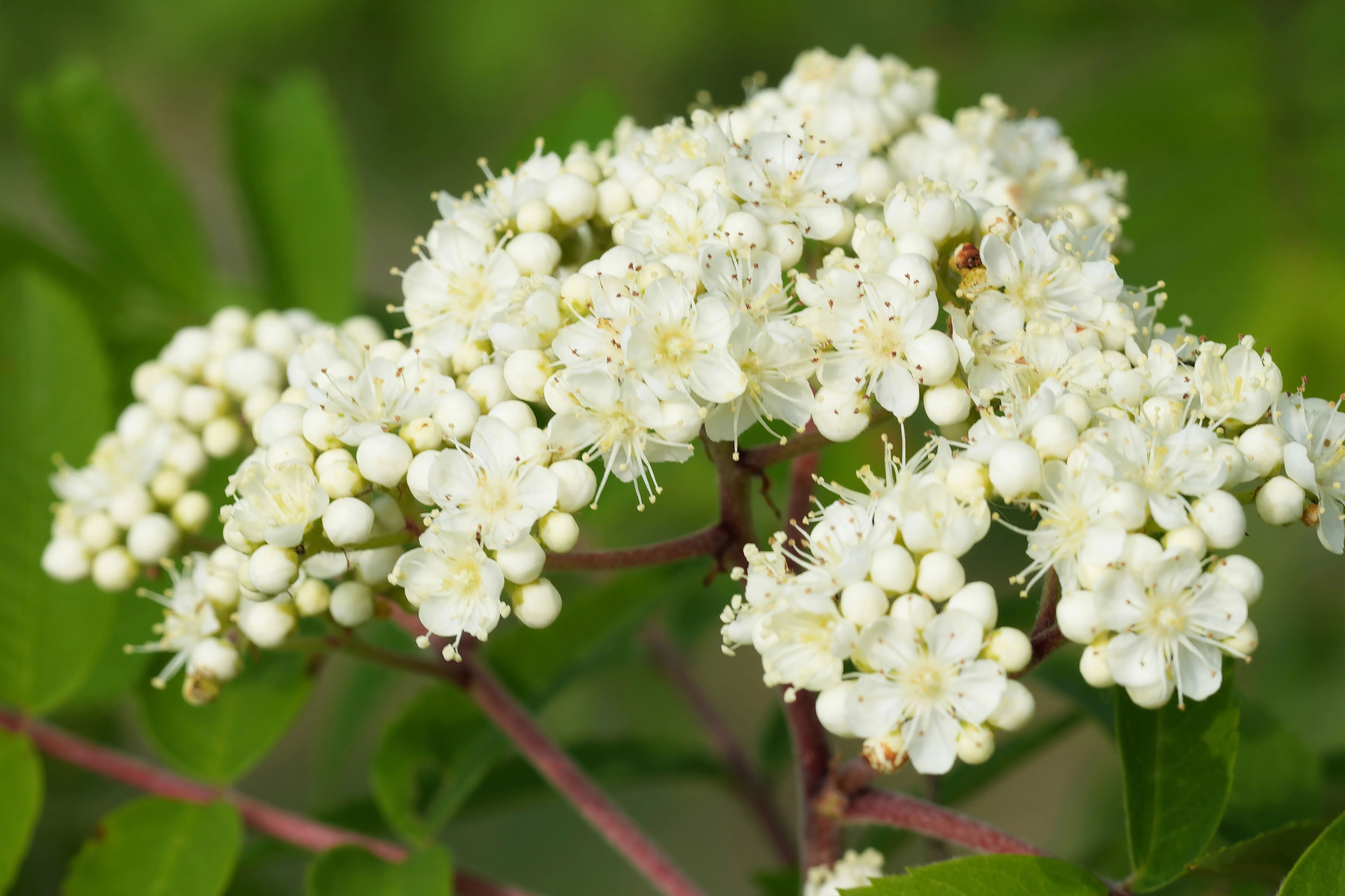 20 ASH TREE Mountain / Amur / Rowan - Sorbus Aucuparia Seeds - Image 5