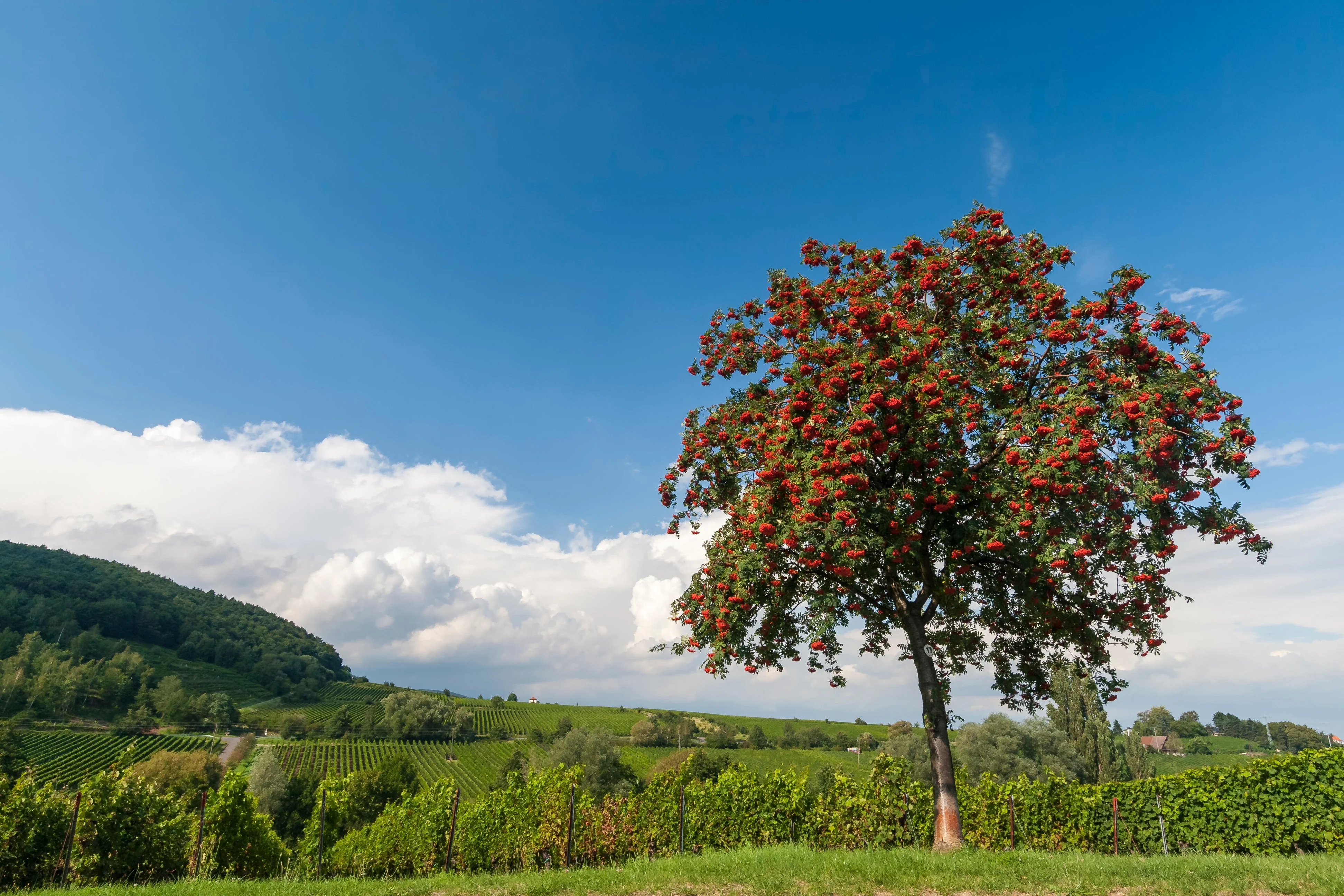 20 ASH TREE Mountain / Amur / Rowan - Sorbus Aucuparia Seeds - Image 6