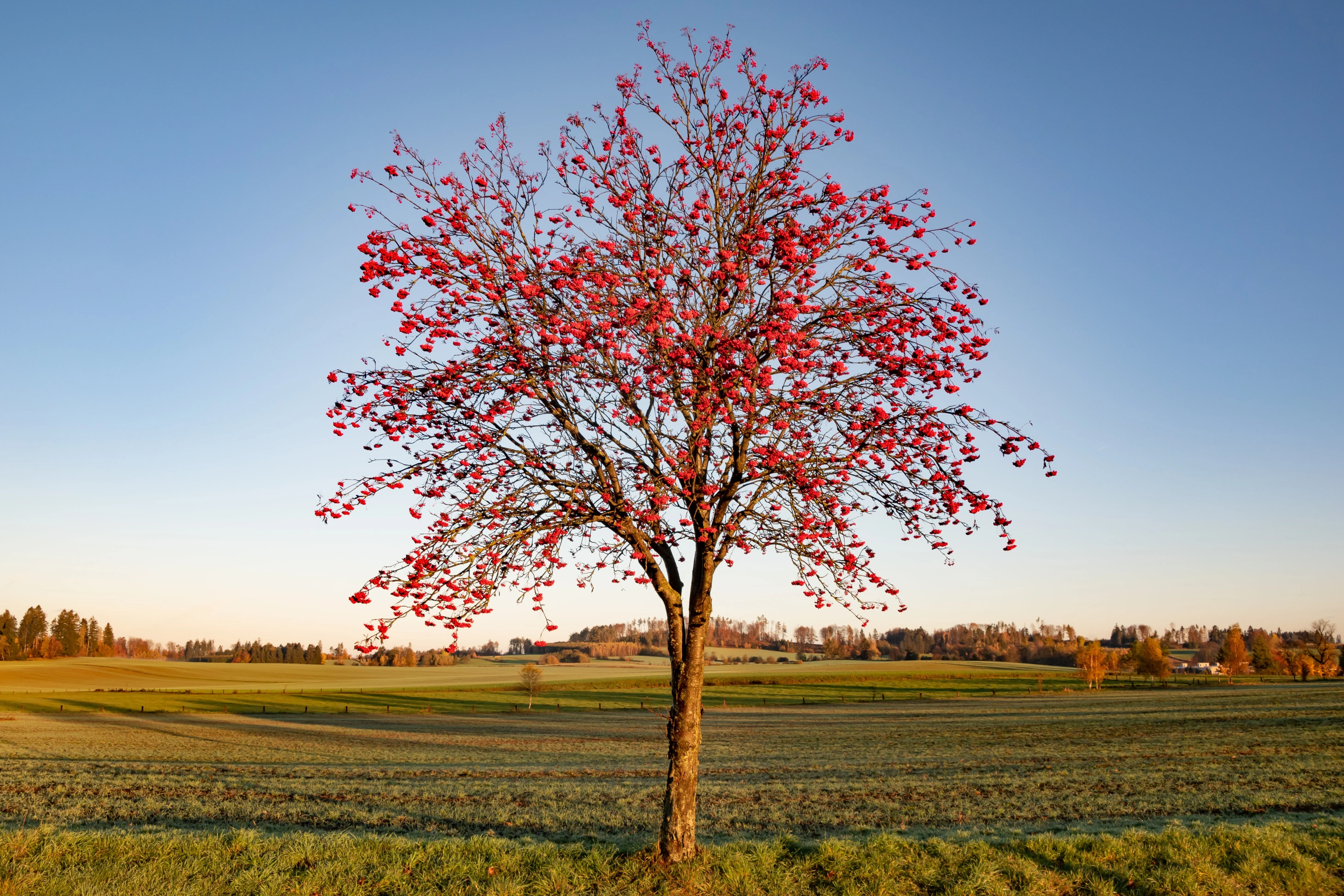 20 ASH TREE Mountain / Amur / Rowan - Sorbus Aucuparia Seeds - Image 7